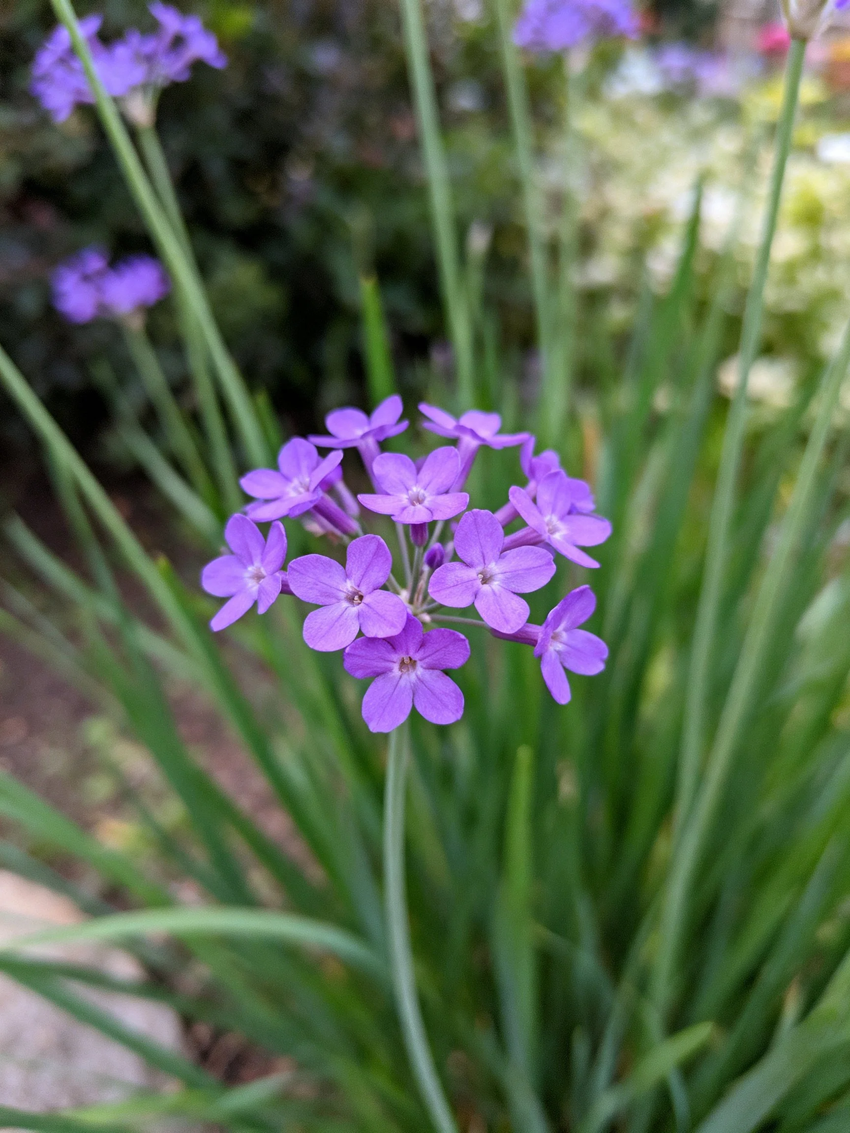 A cluster of vibrant purple flowers among tall green stems