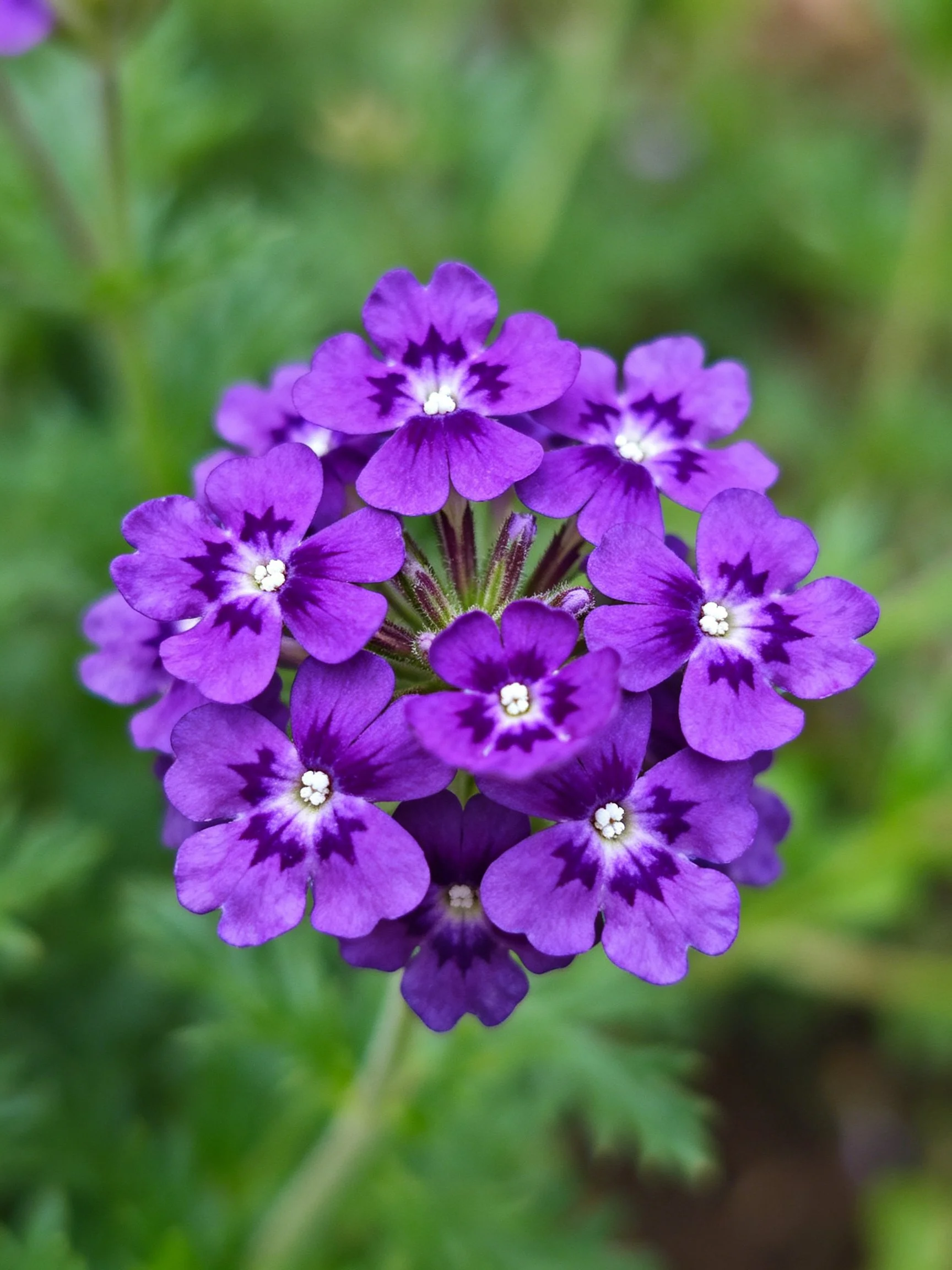 A cluster of vibrant purple flowers with dark centers