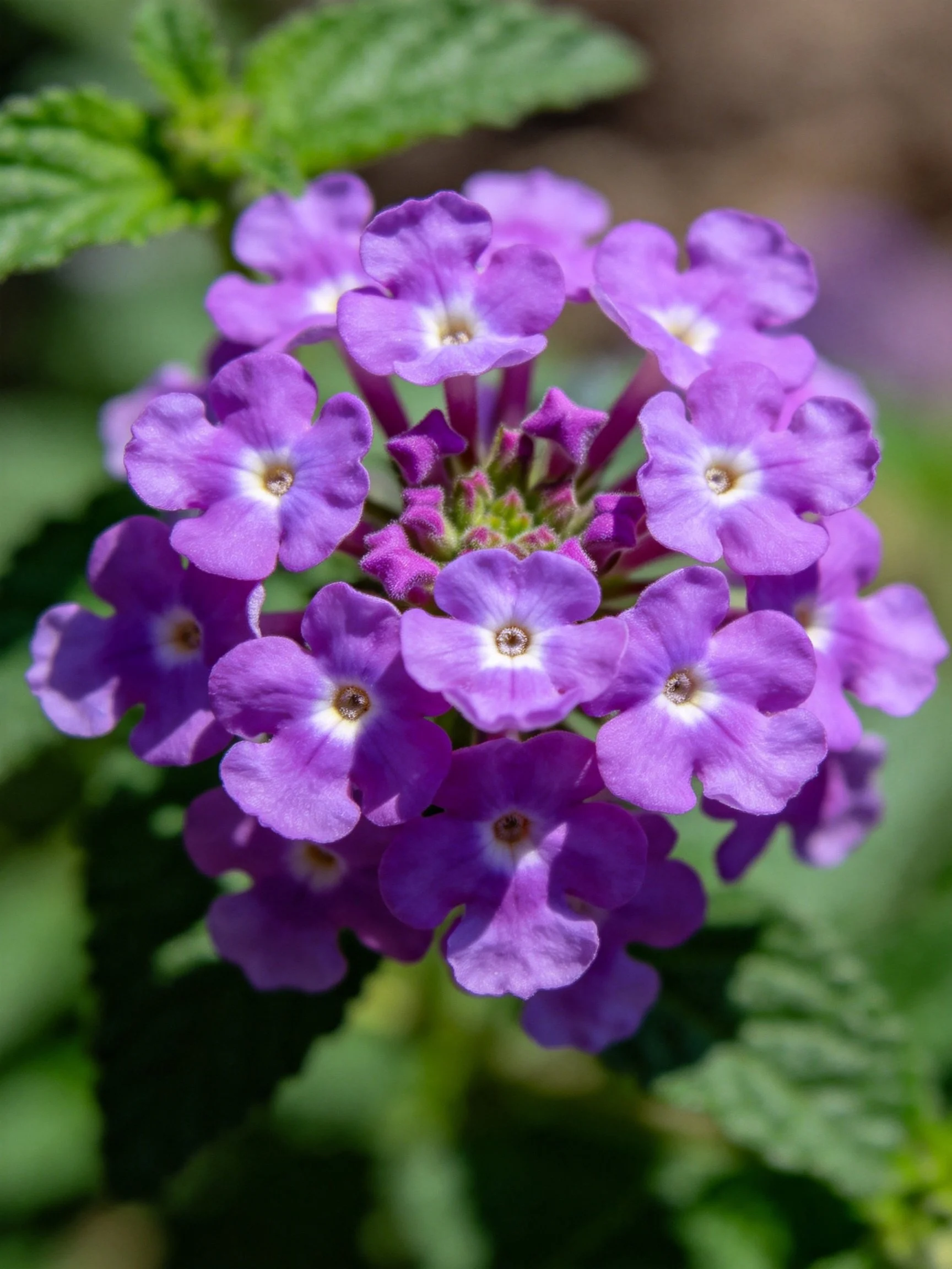 A cluster of vibrant purple flowers with green foliage