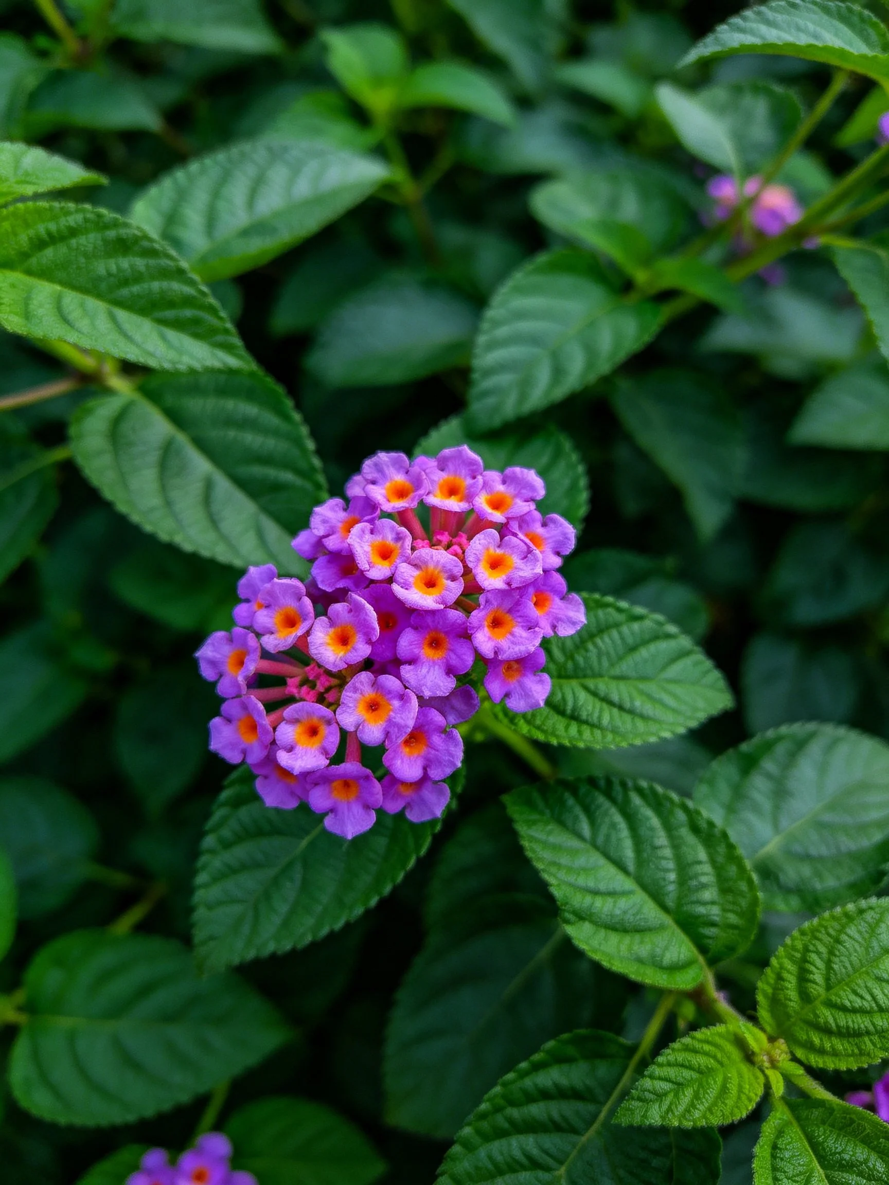 A cluster of vibrant purple flowers with orange centers amid lush green foliage