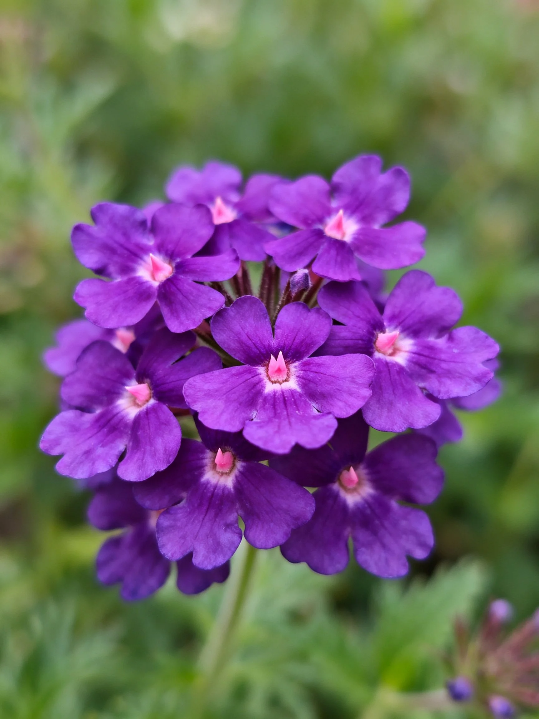A cluster of vibrant purple flowers with pink centers among greenery