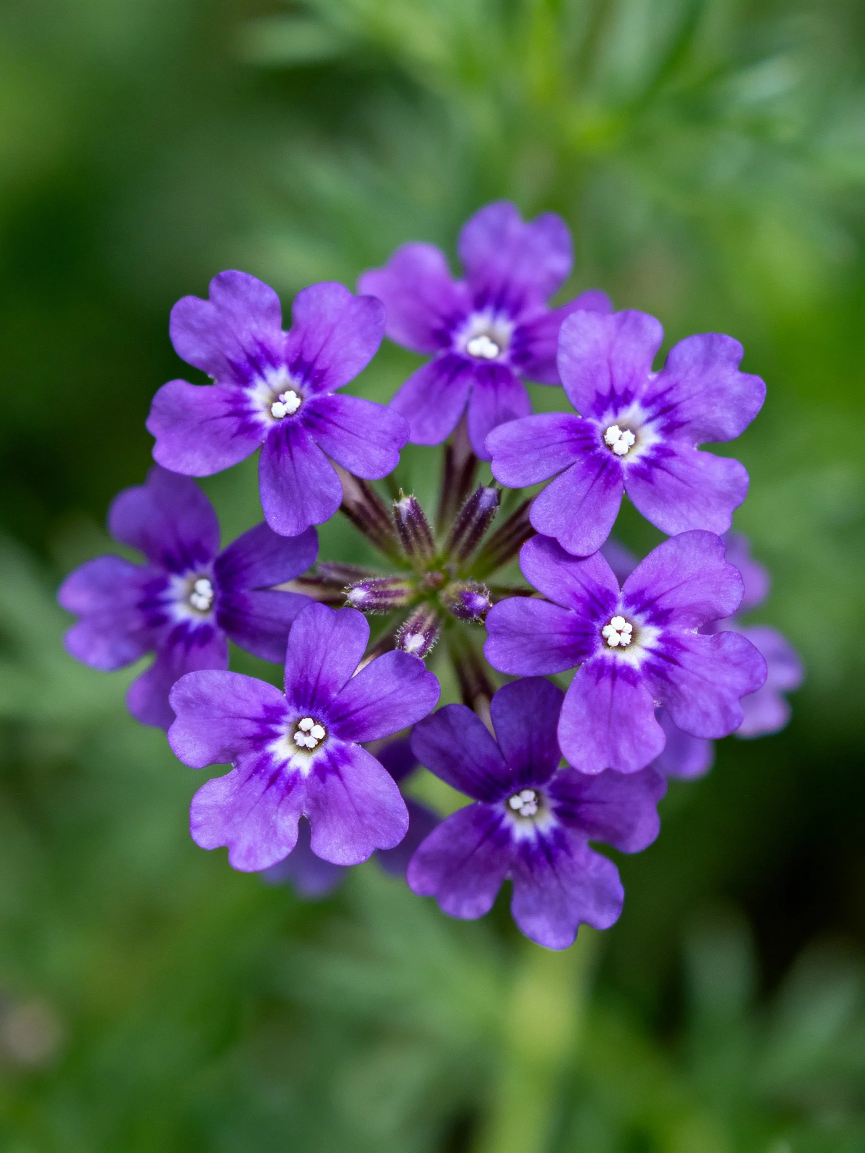 A cluster of vibrant purple flowers with white centers