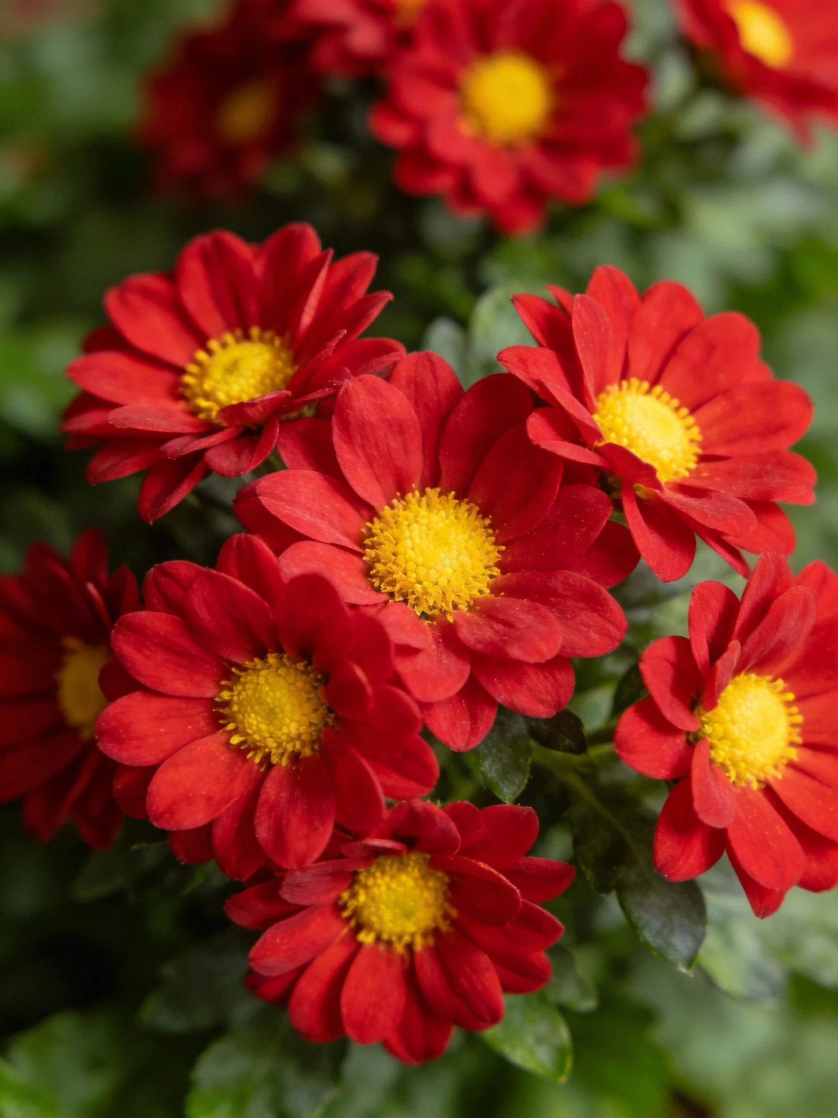 A cluster of vibrant red flowers with bright yellow centers