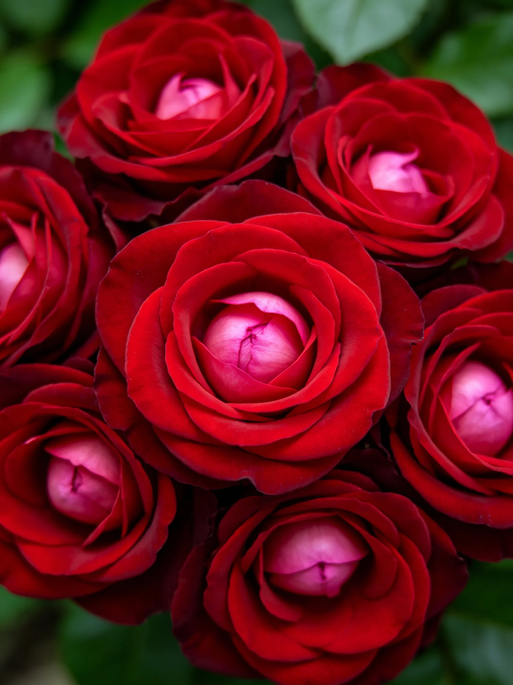 A cluster of vibrant red roses with pink centers