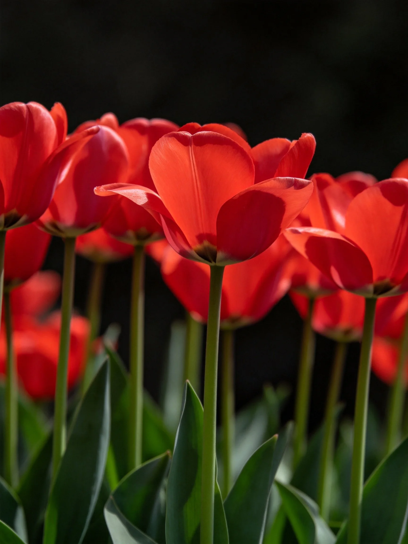 A cluster of vibrant red tulips with green stems and leaves