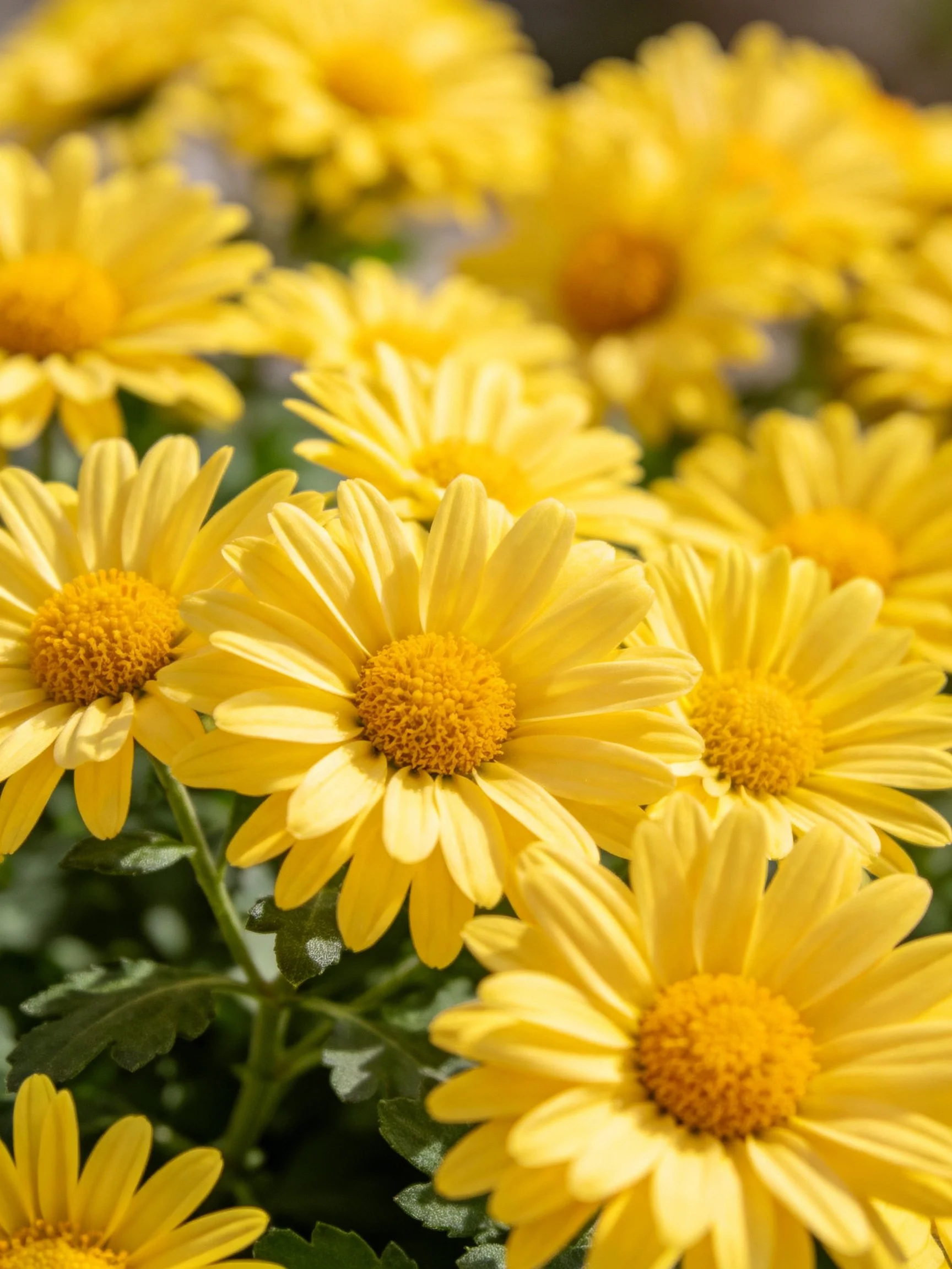 A cluster of vibrant yellow daisy - like flowers blooming in sunlight