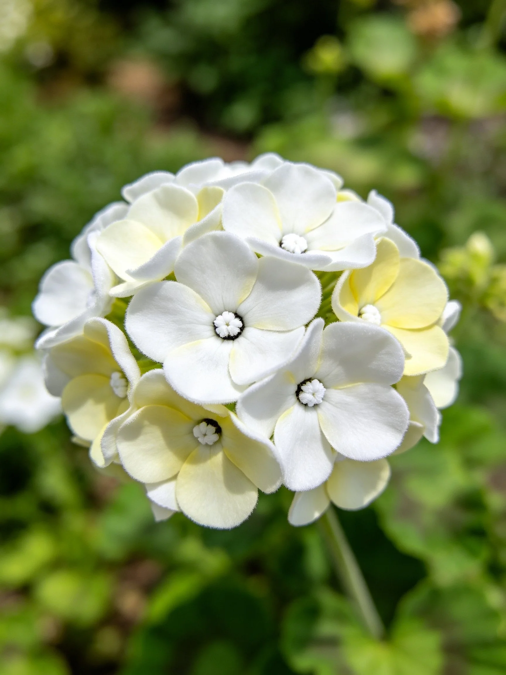 A cluster of white and pale yellow flowers with dark centers amid green foliage