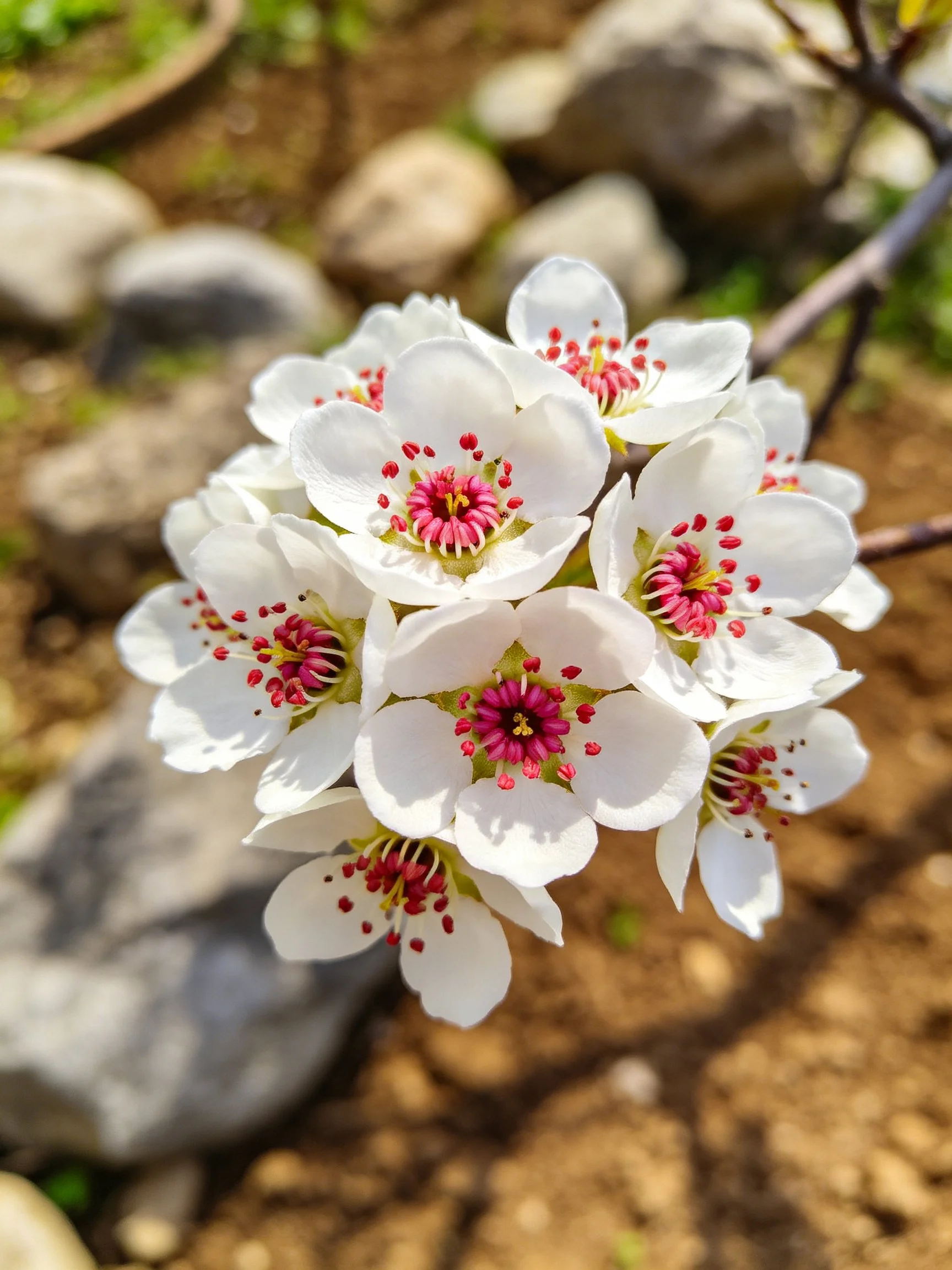 A cluster of white blossoms with pink centers amidst rocky terrain