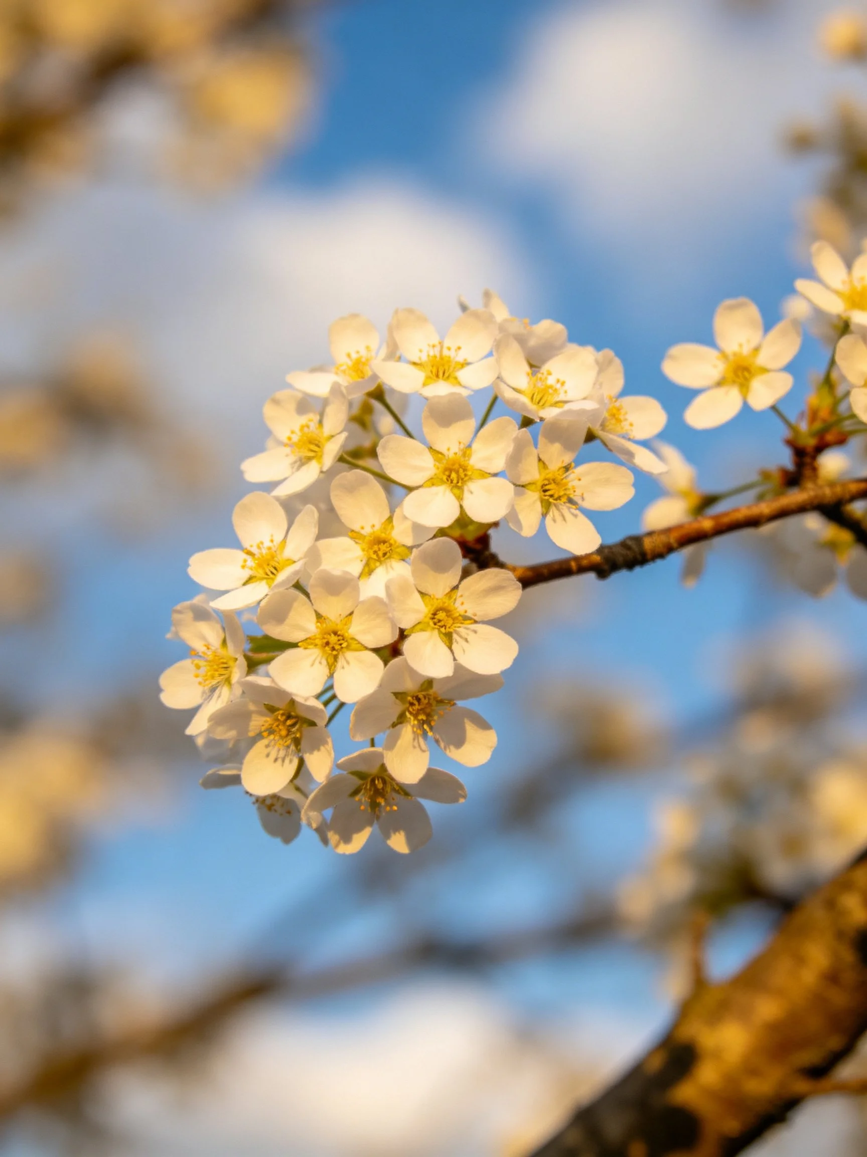 A cluster of white cherry blossoms blooms on a brown tree branch