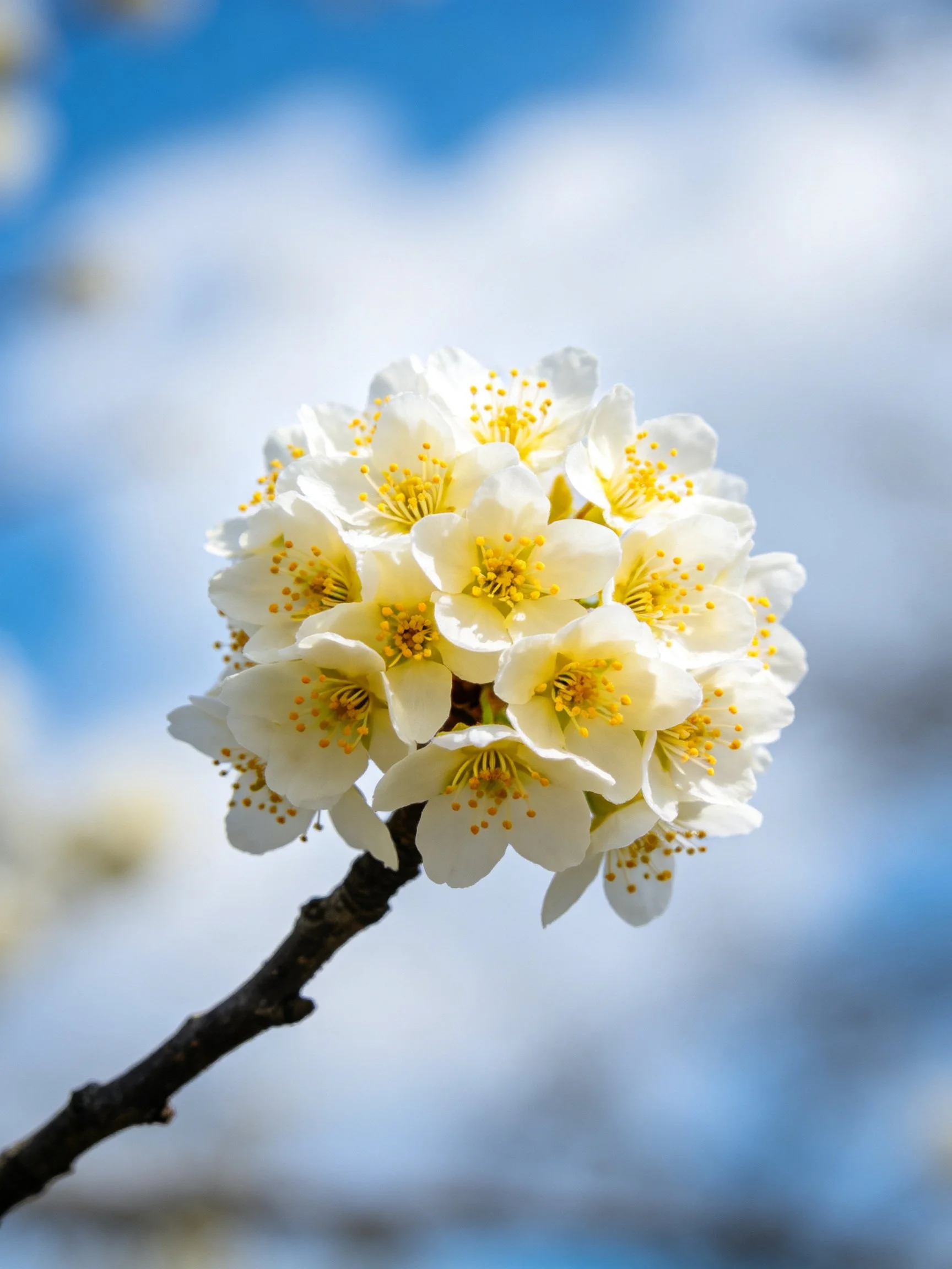 A cluster of white cherry blossoms with yellow stamens on a dark branch