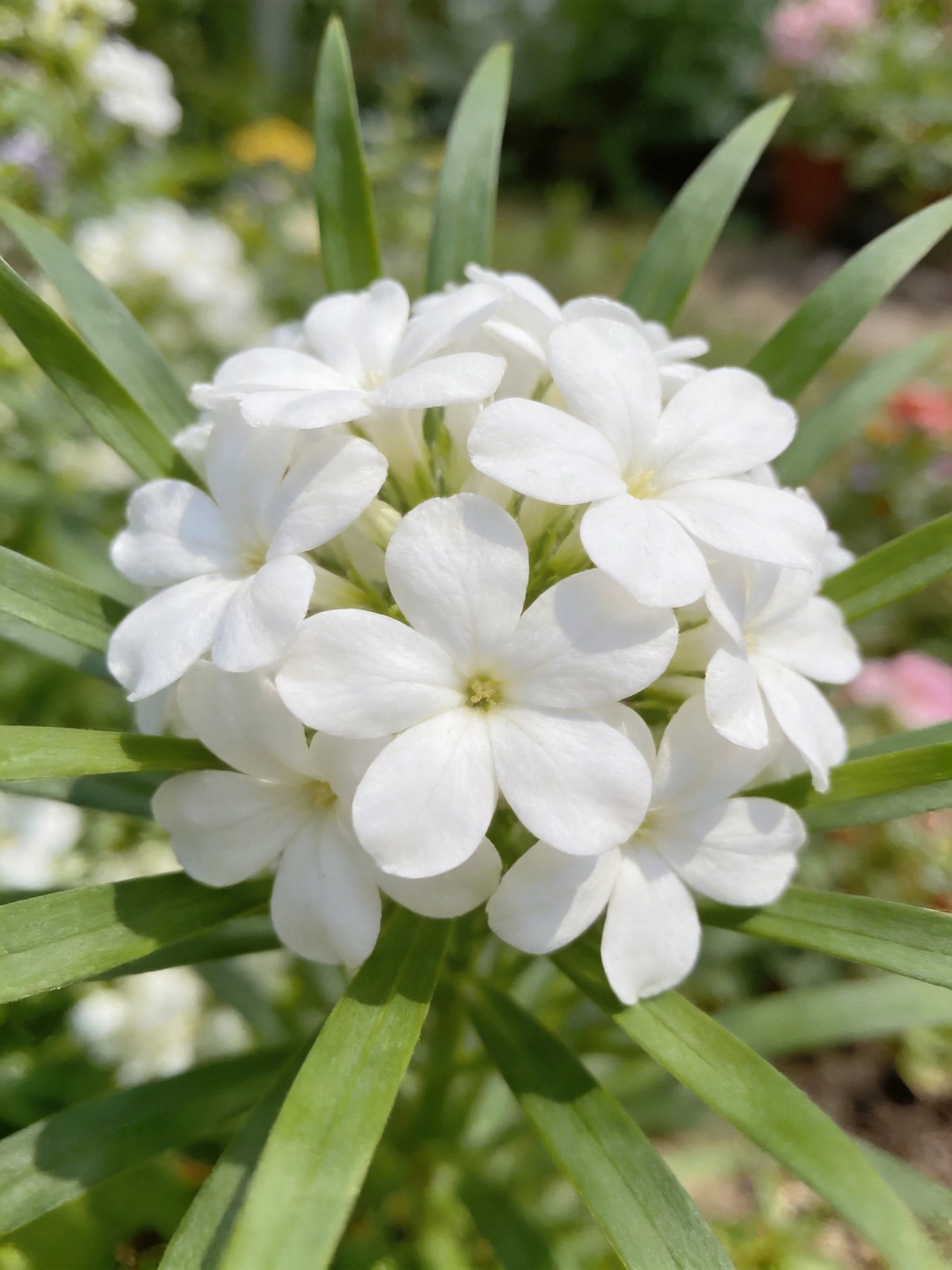 A cluster of white flowers among long green leaves