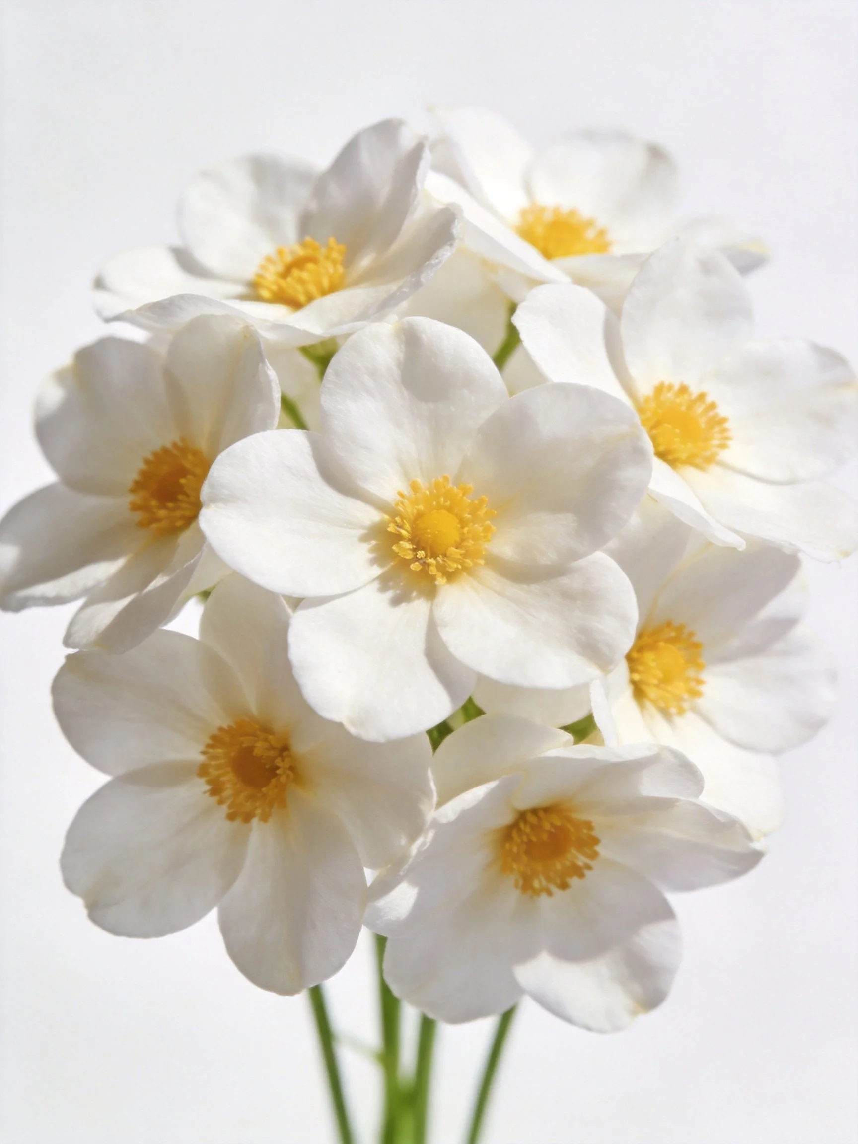 A cluster of white flowers with bright yellow centers