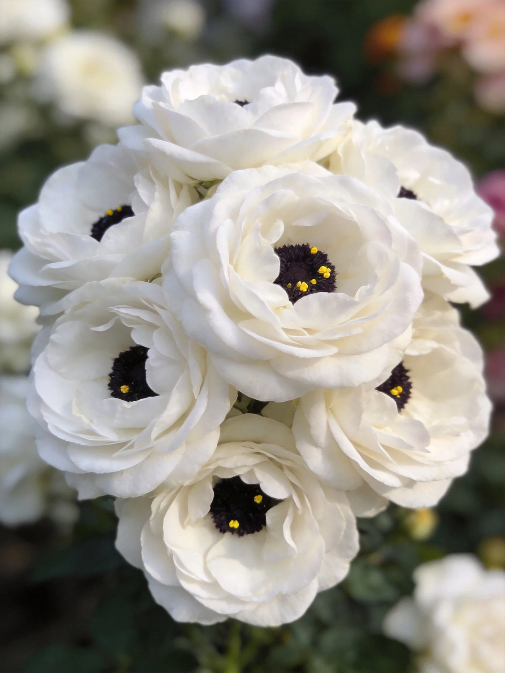 A cluster of white flowers with dark centers and yellow accents