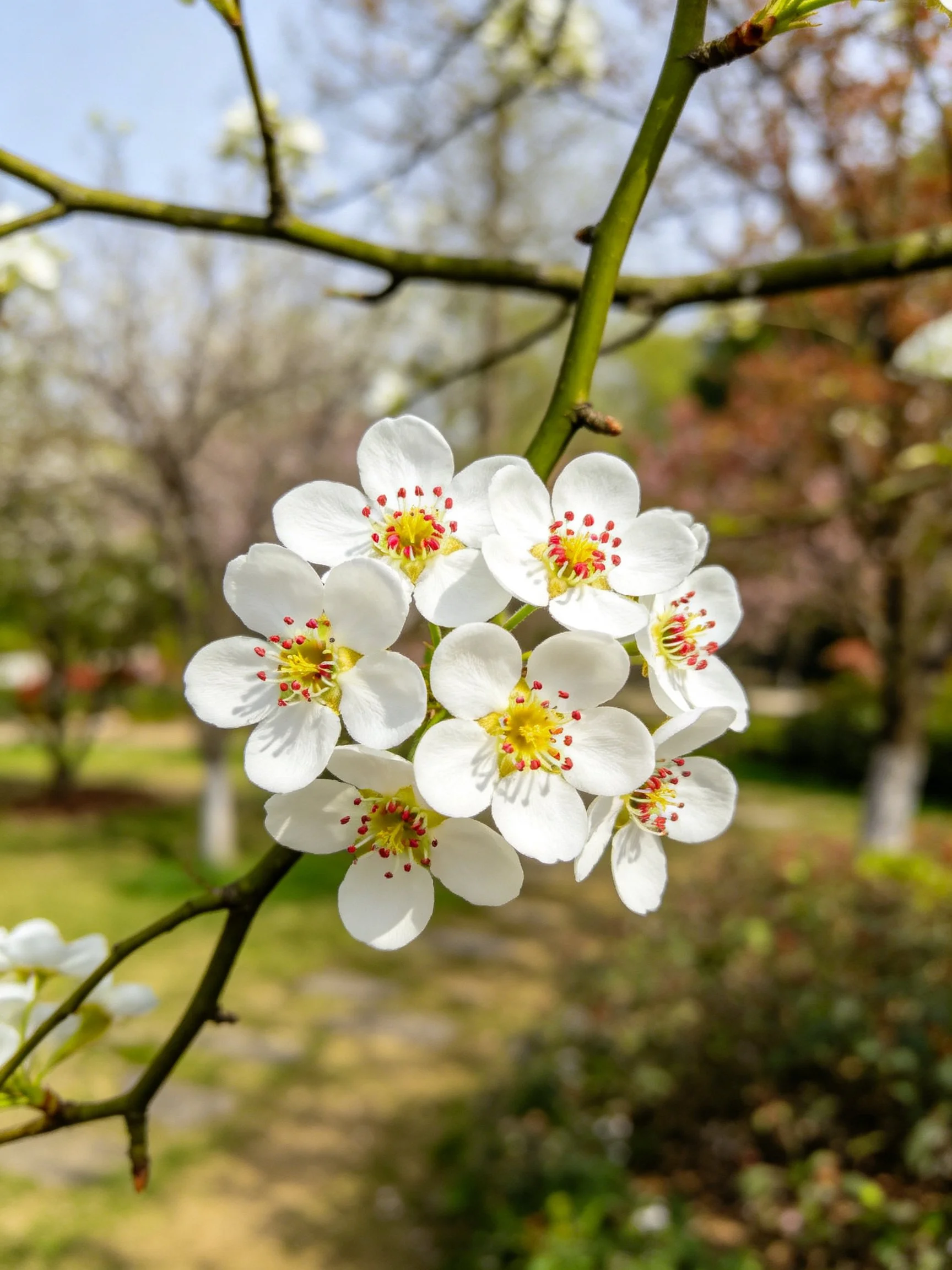 A cluster of white flowers with yellow and red centers on a tree branch