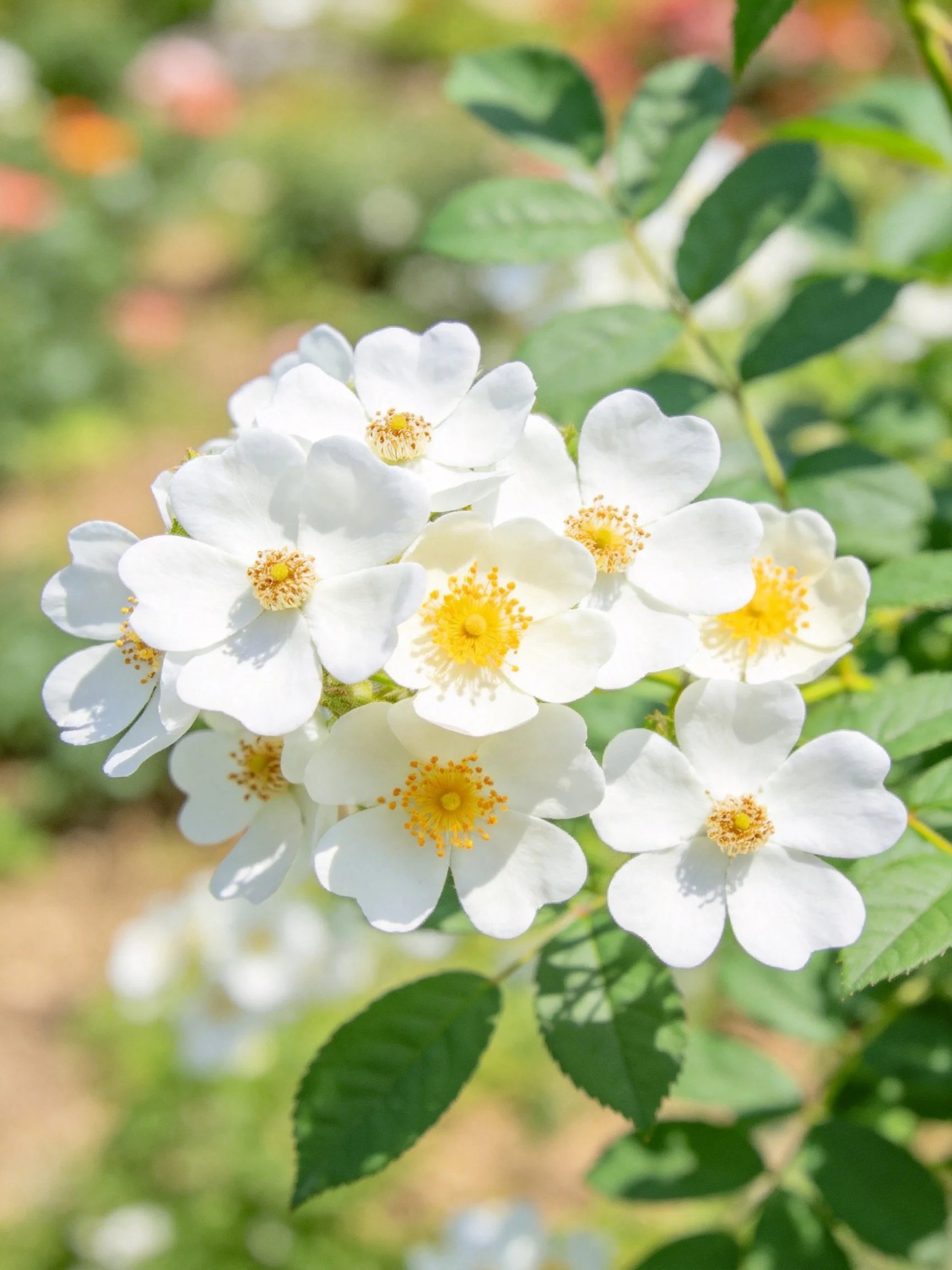 A cluster of white flowers with yellow centers amid green foliage