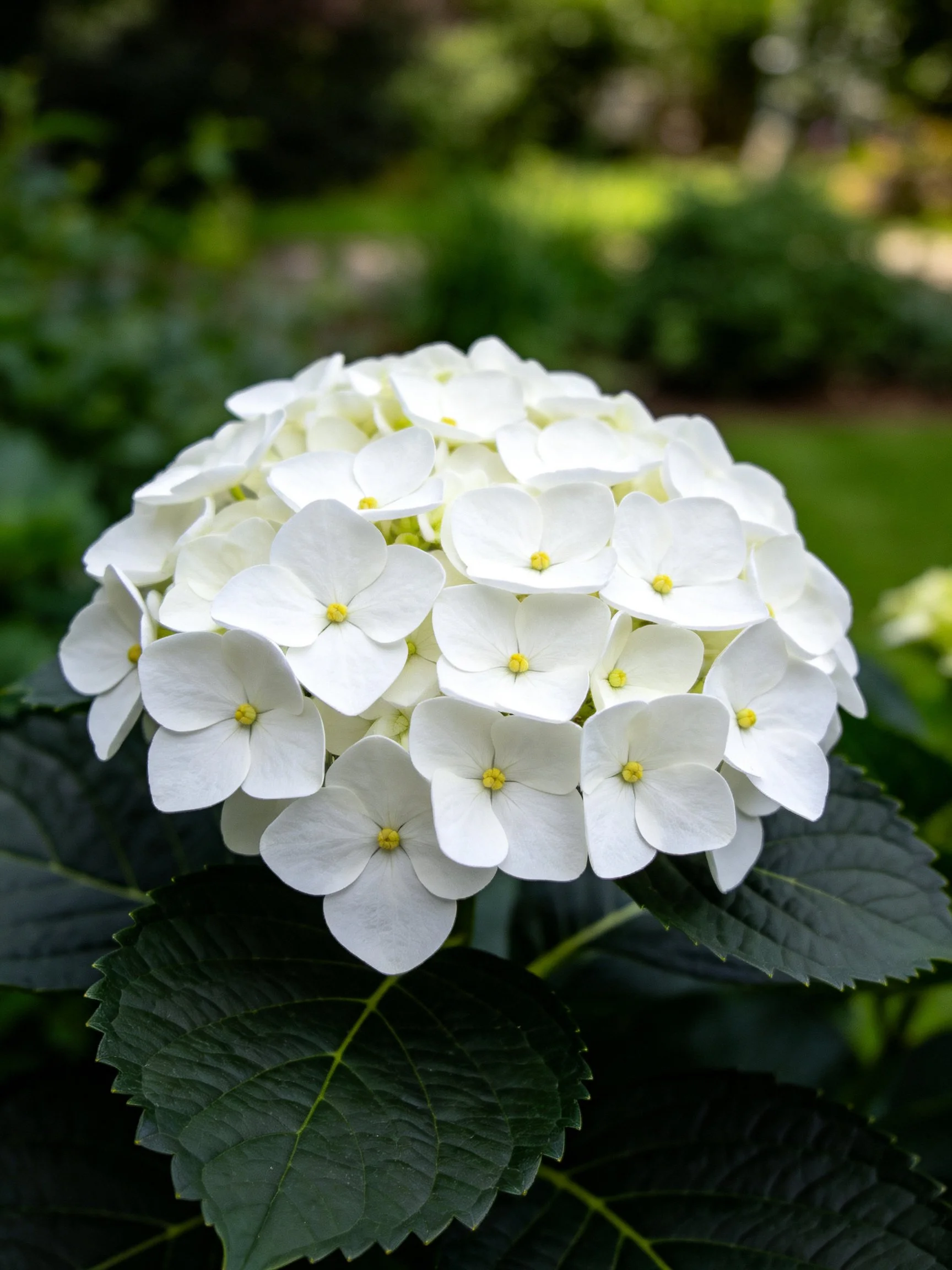 A cluster of white hydrangea flowers with dark green leaves