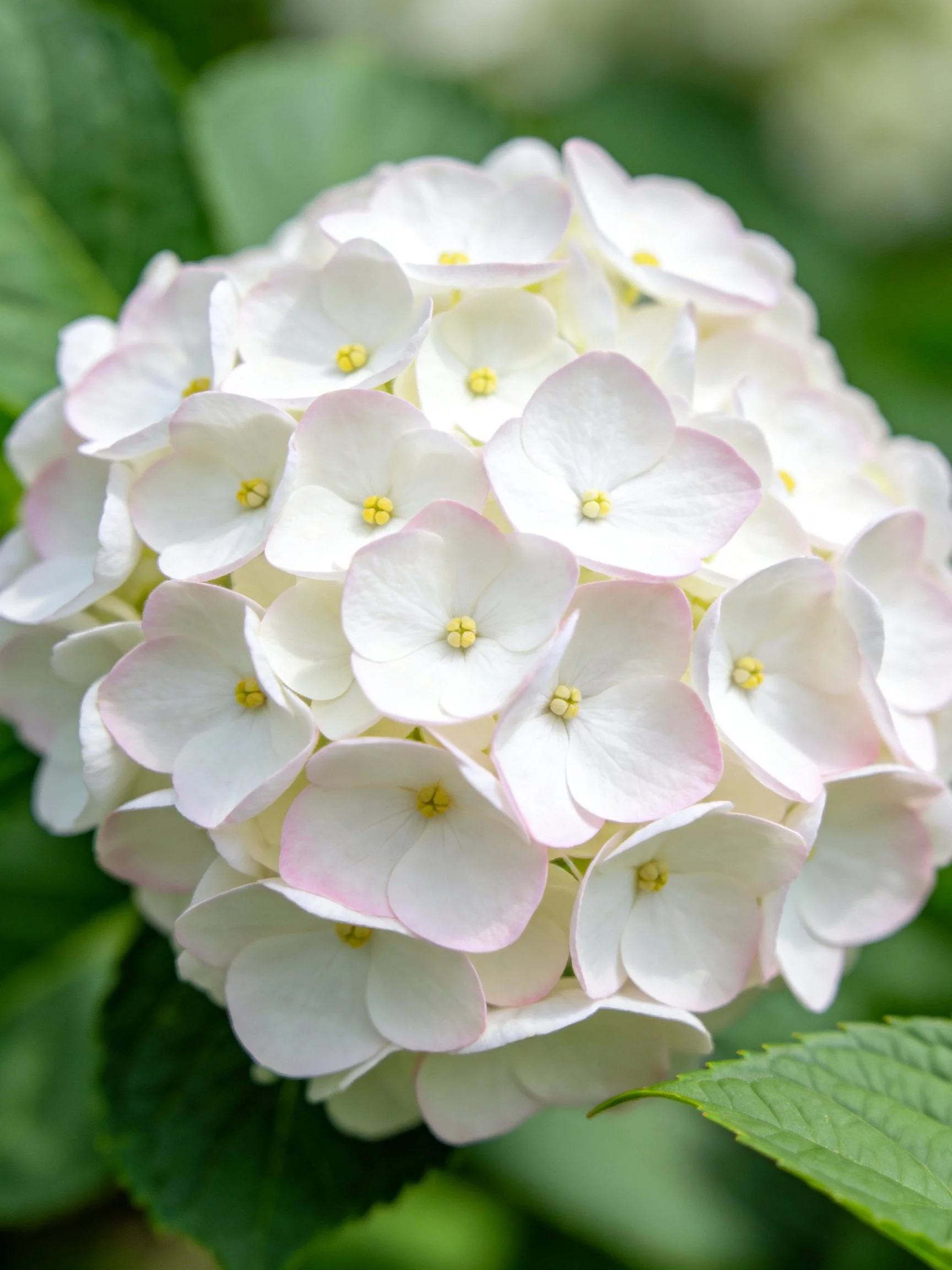 A cluster of white hydrangeas with soft pink edges and green leaves