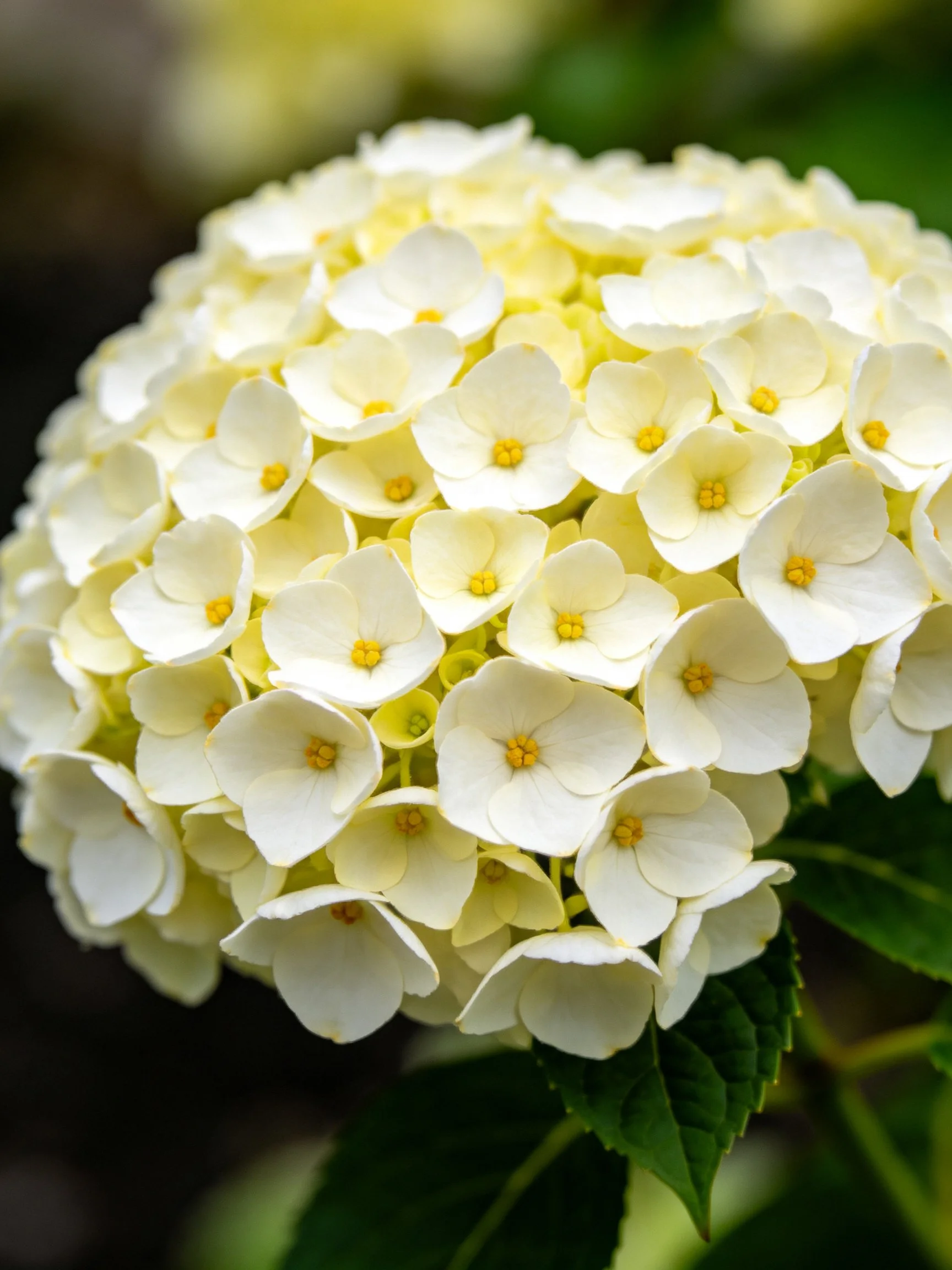 A cluster of white hydrangeas with yellow centers