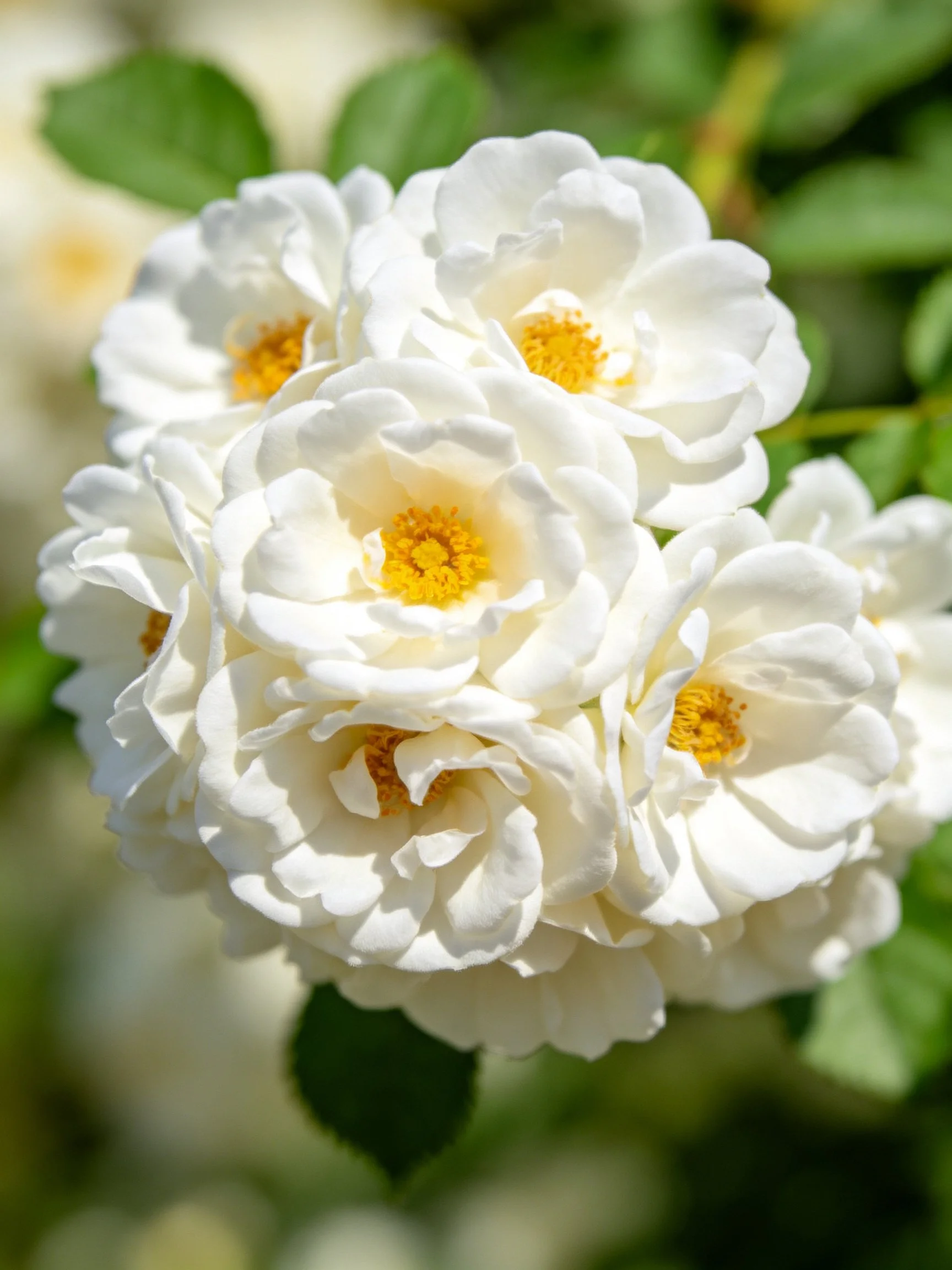 A cluster of white roses with bright yellow centers