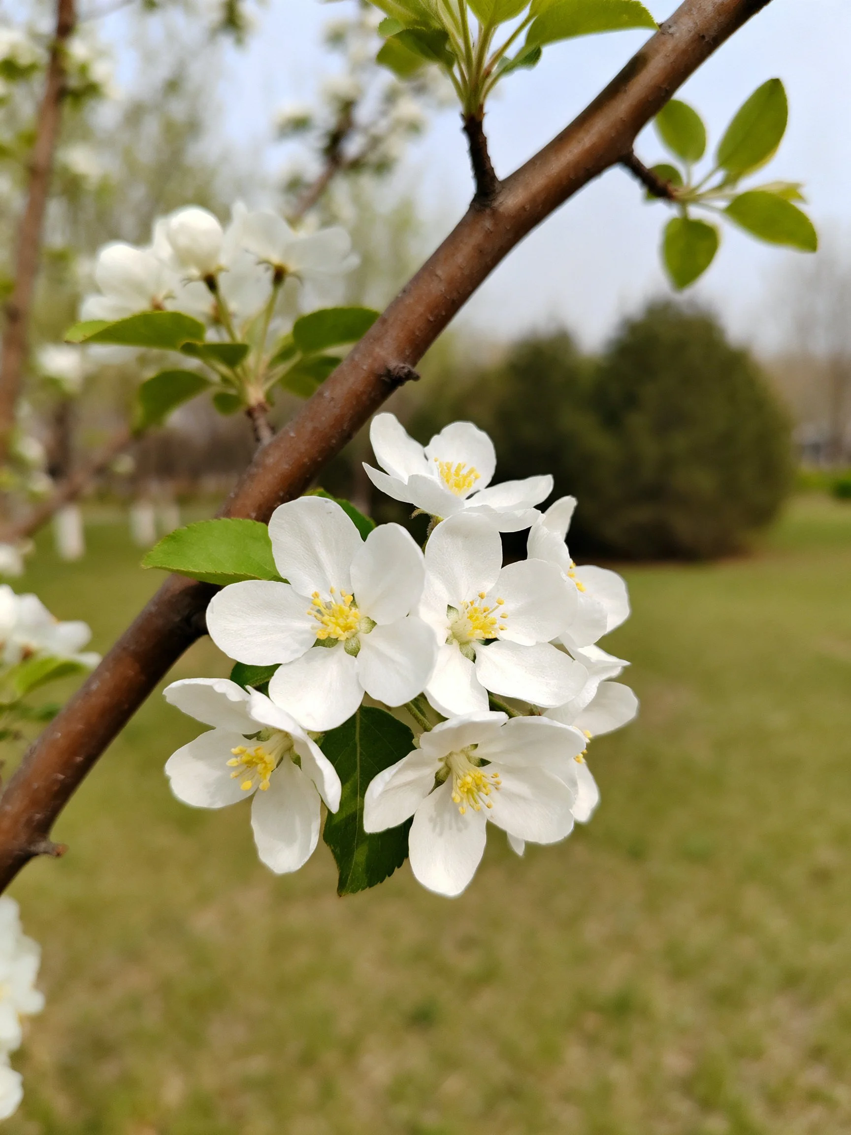 A cluster of white spring blossoms on a brown tree branch with green leaves