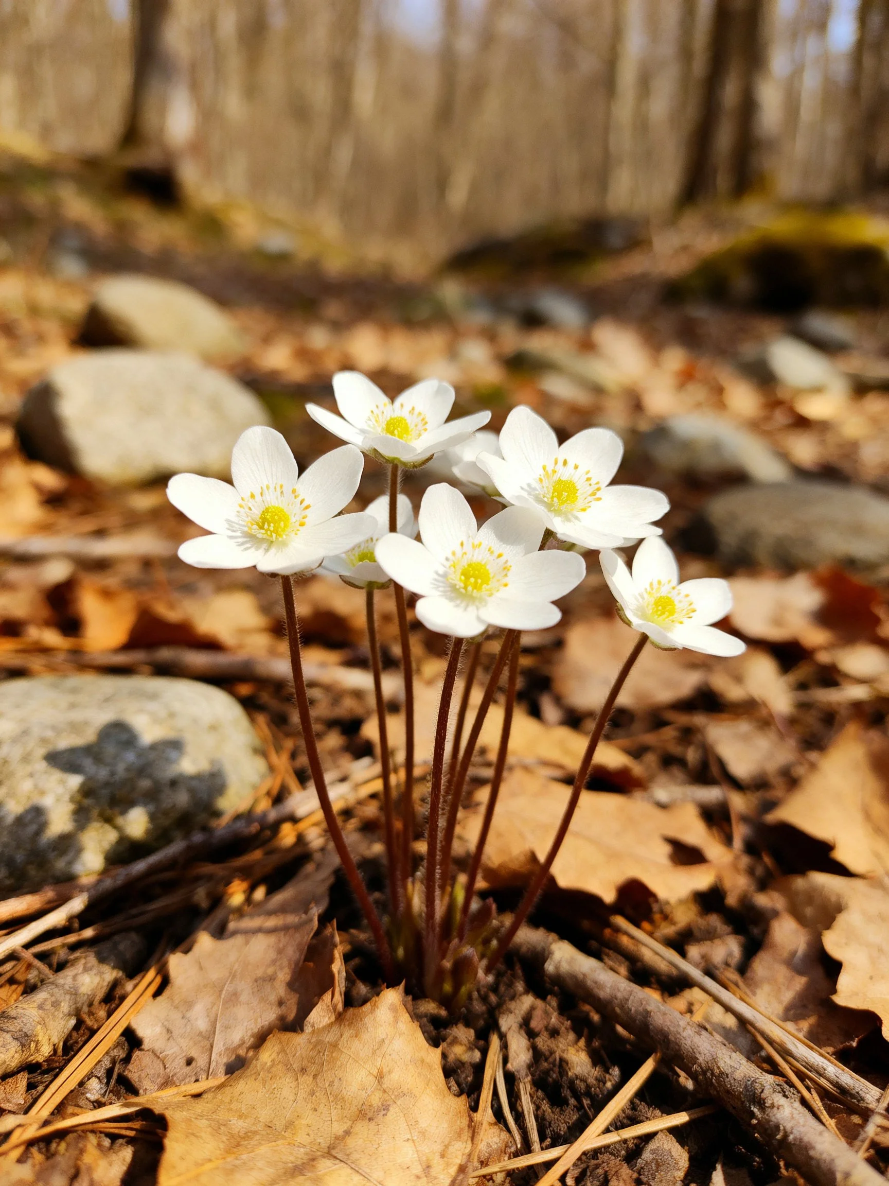 A cluster of white wildflowers grows amid fallen leaves and rocks