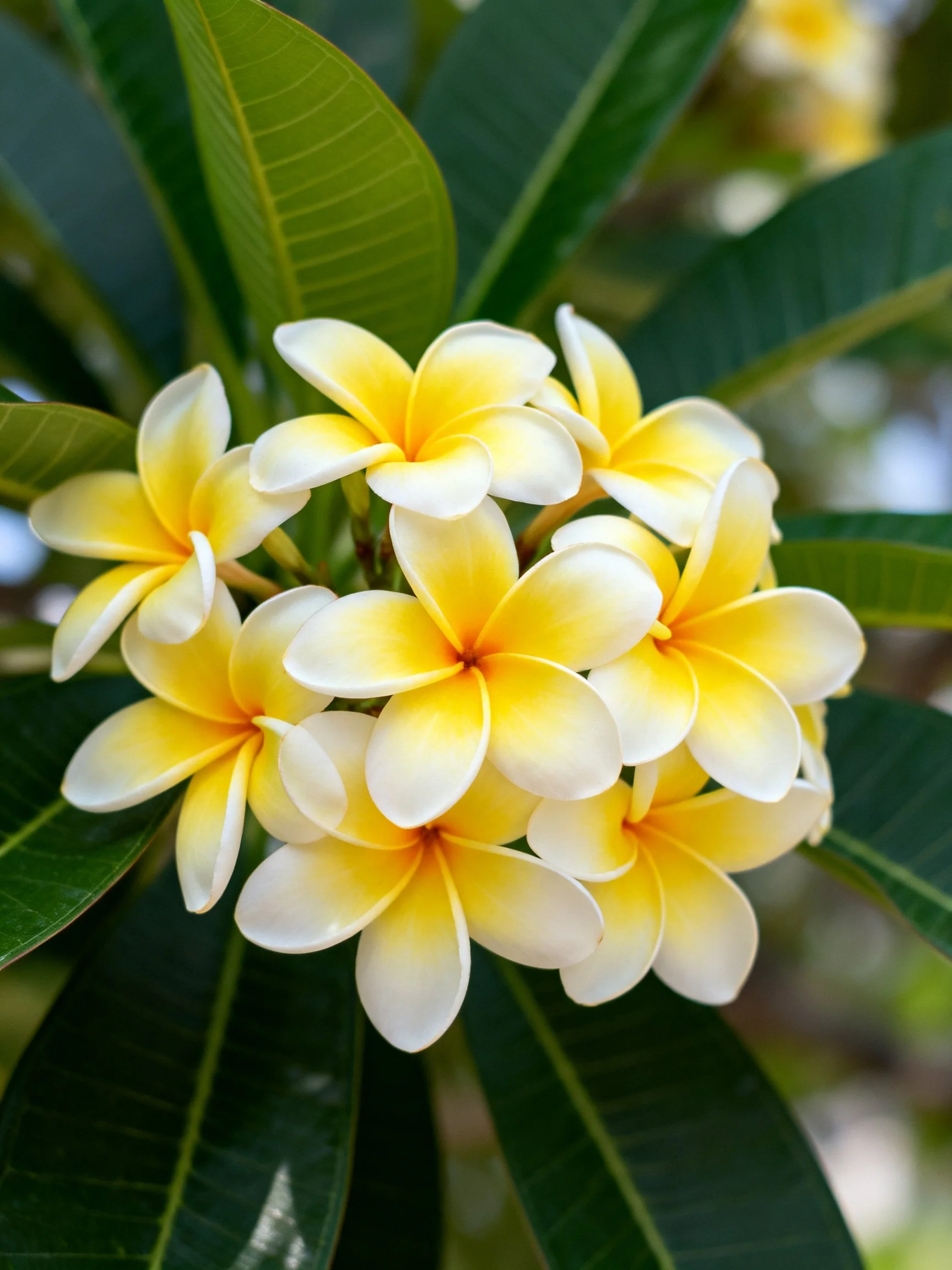 A cluster of yellow and white plumeria flowers with dark green leaves