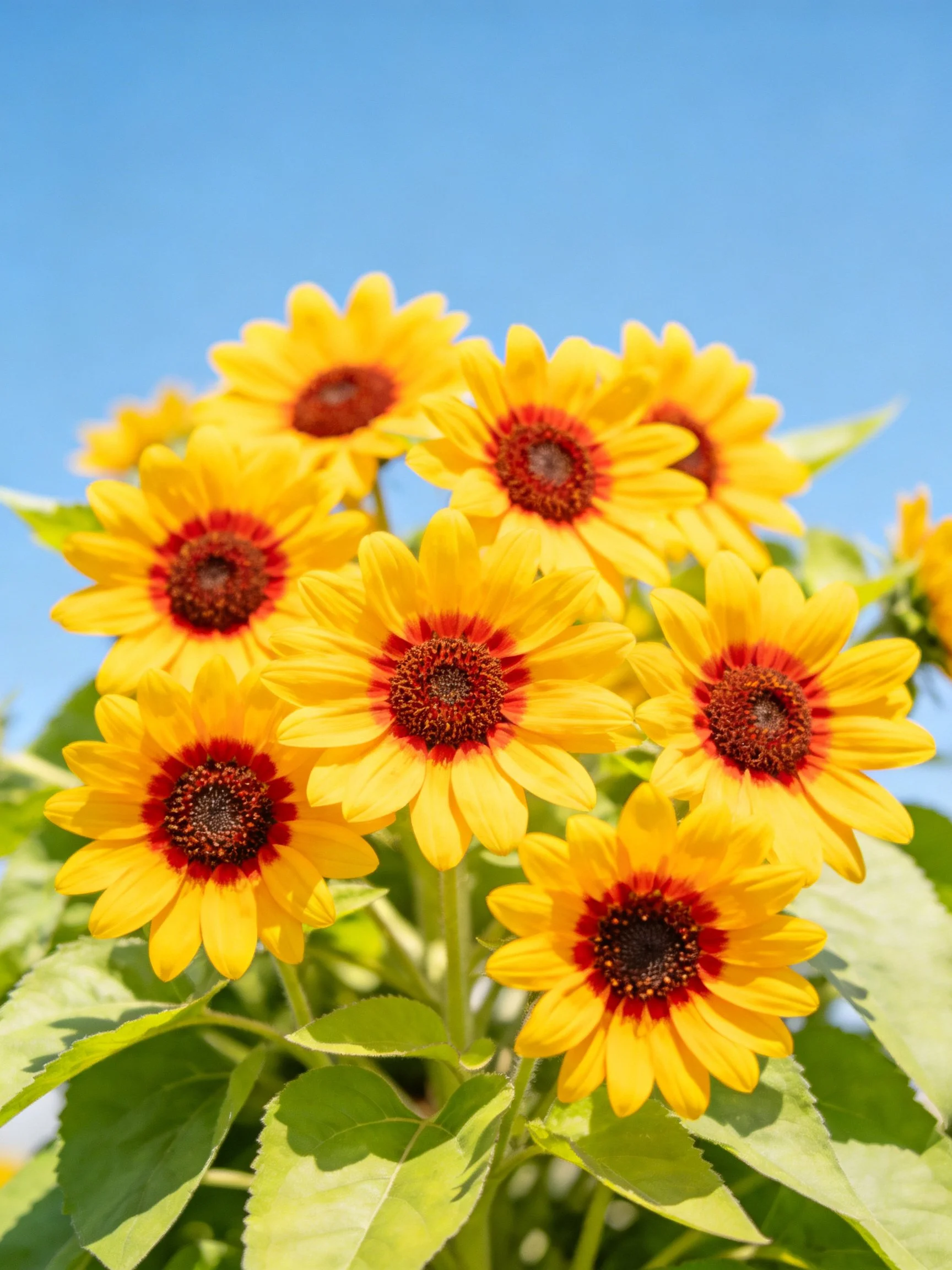 A cluster of yellow flowers with red-brown centers amid green leaves under blue sky