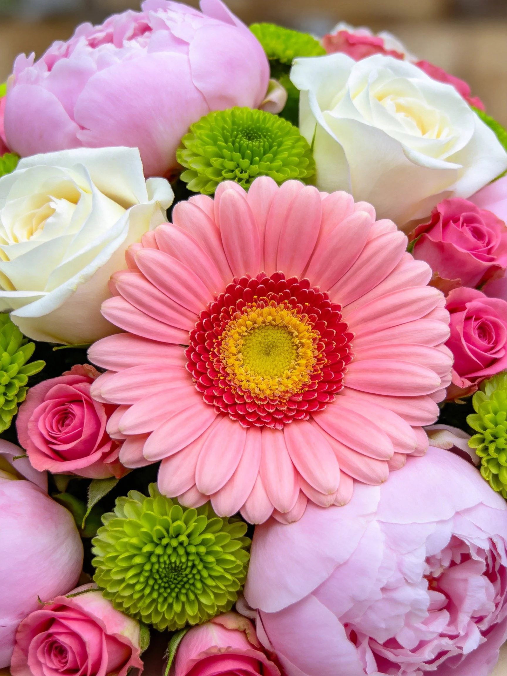 A colorful bouquet with pink peonies, white roses, pink gerbera, and green chrysanthemums