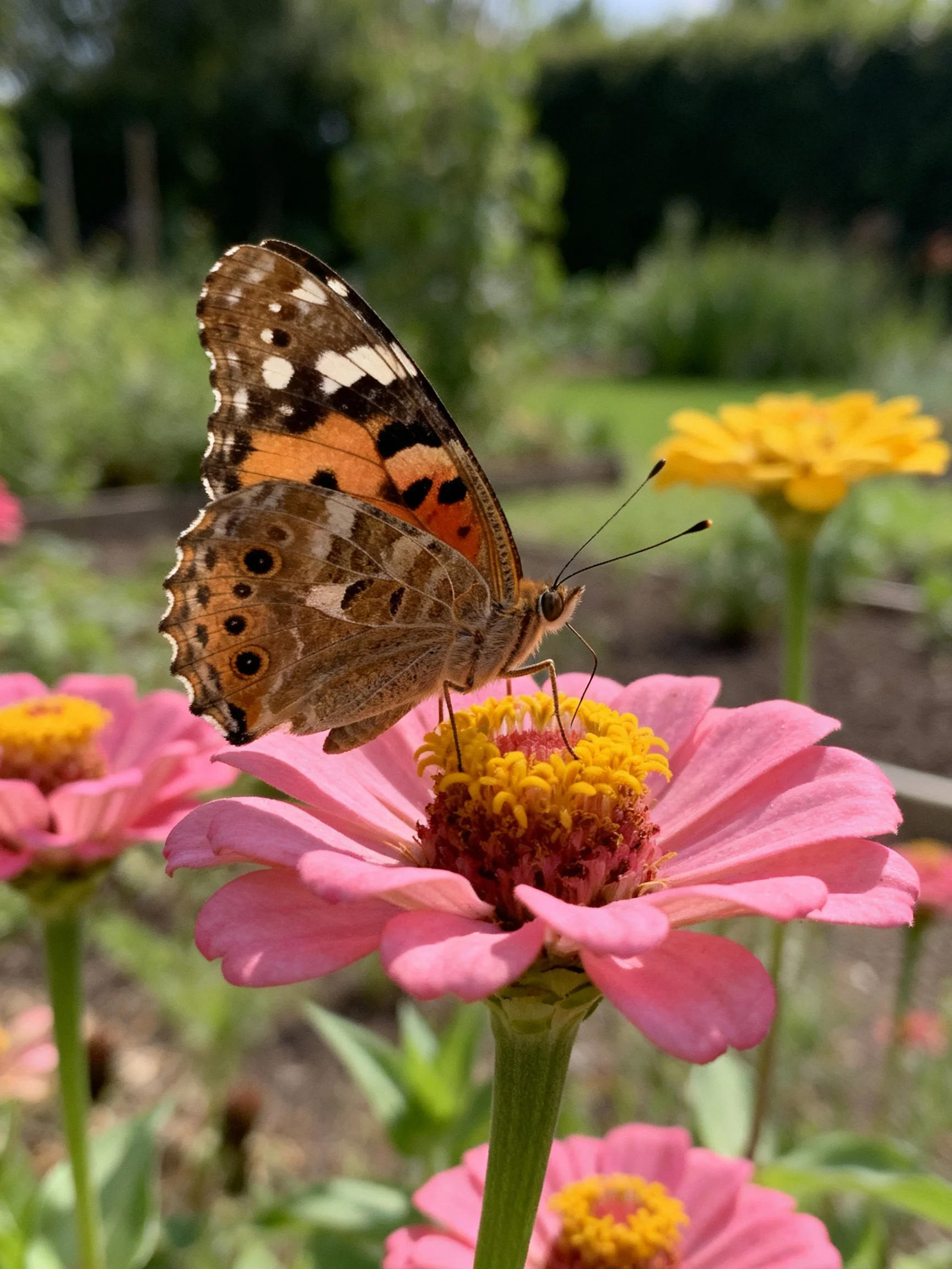 A colorful butterfly on pink zinnia flowers in a sunlit garden