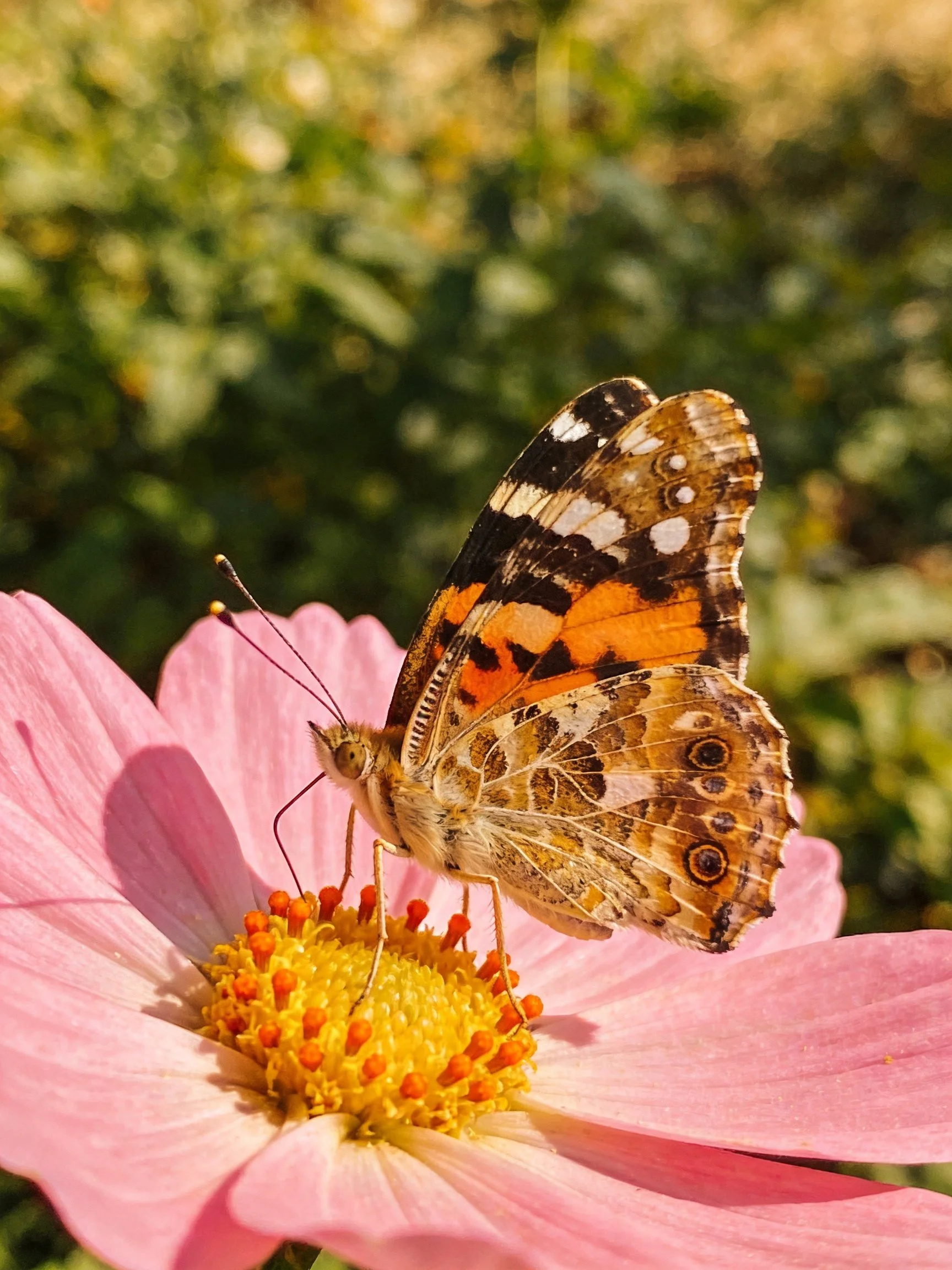 A colorful butterfly perched on a pink flower
