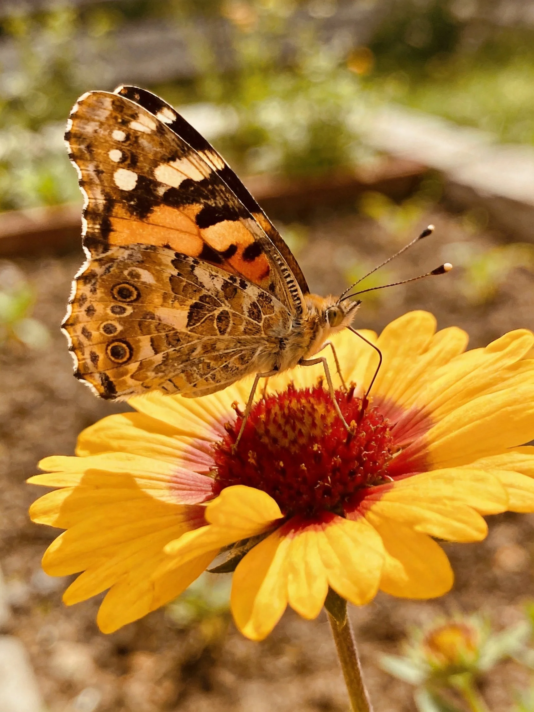 A colorful butterfly perched on a vibrant yellow flower