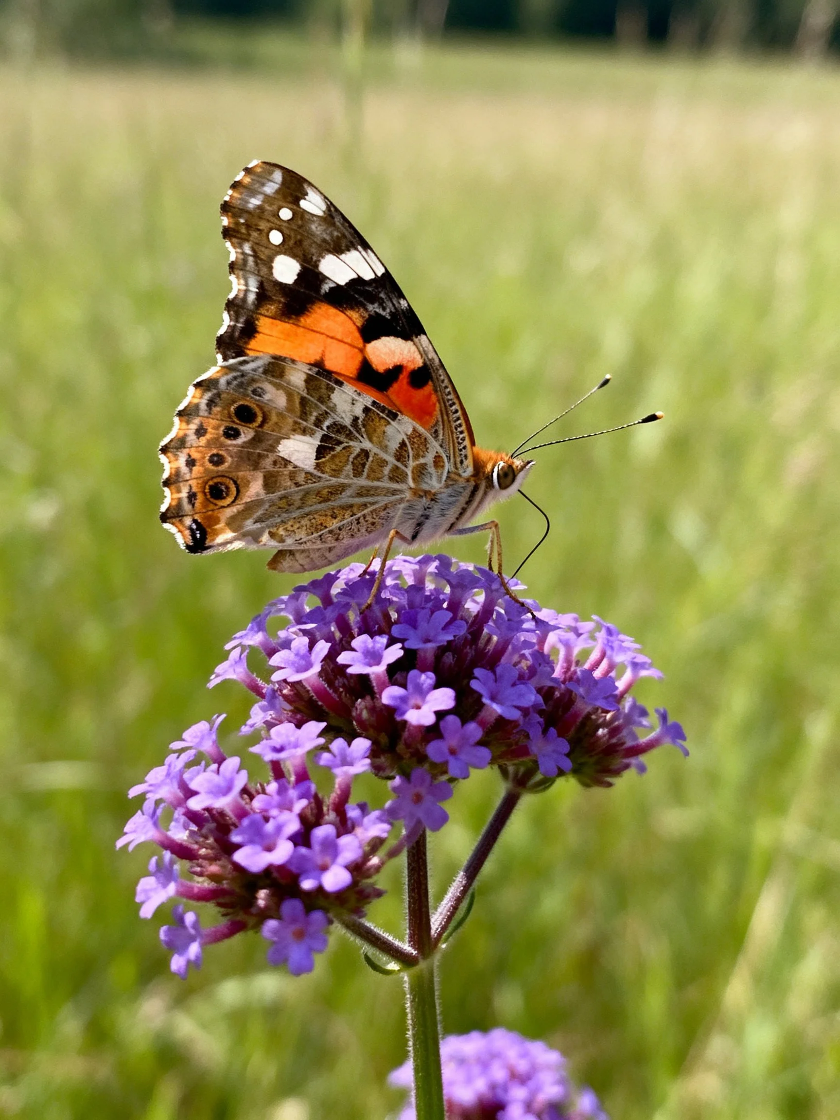 A colorful butterfly perched on vibrant purple flowers in a green meadow