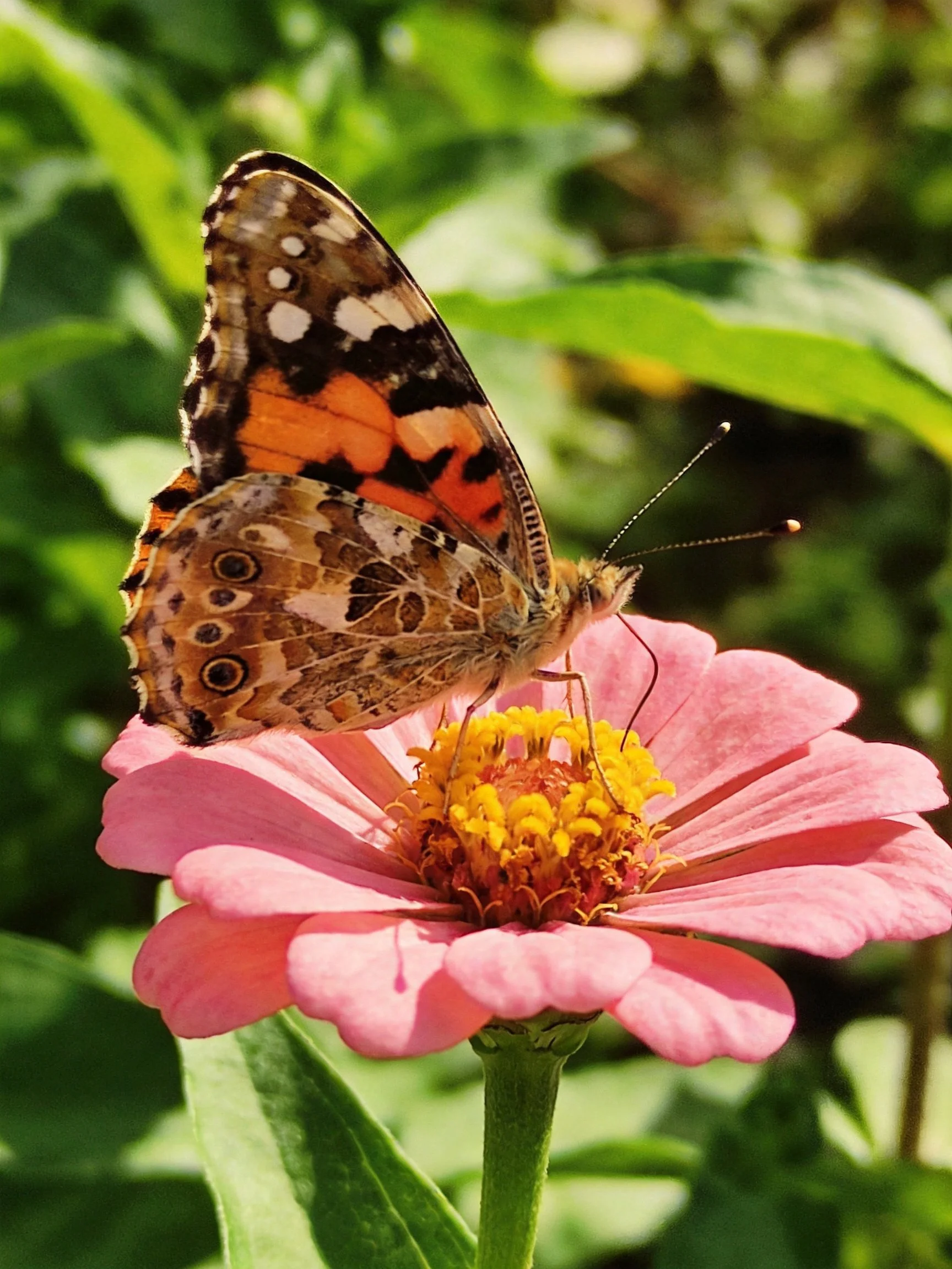 A colorful butterfly perches on a vibrant pink flower