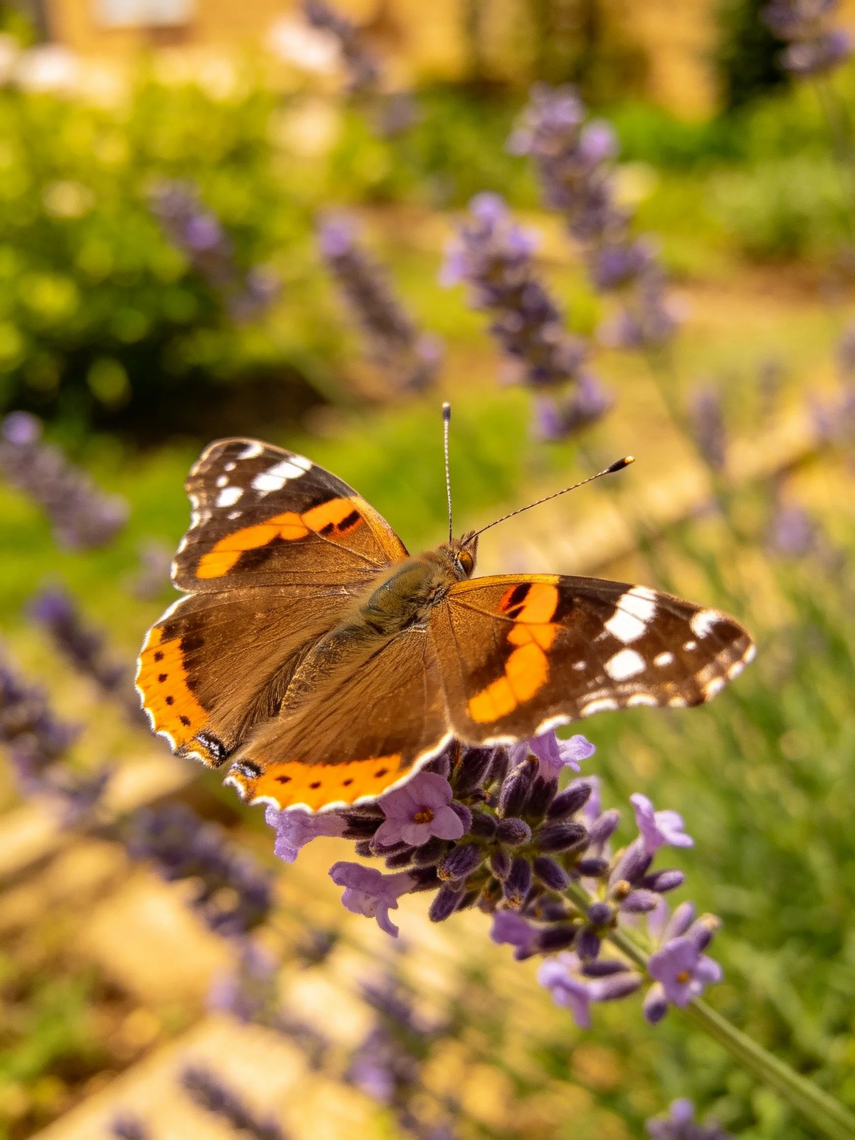 A colorful butterfly perches on purple lavender flowers
