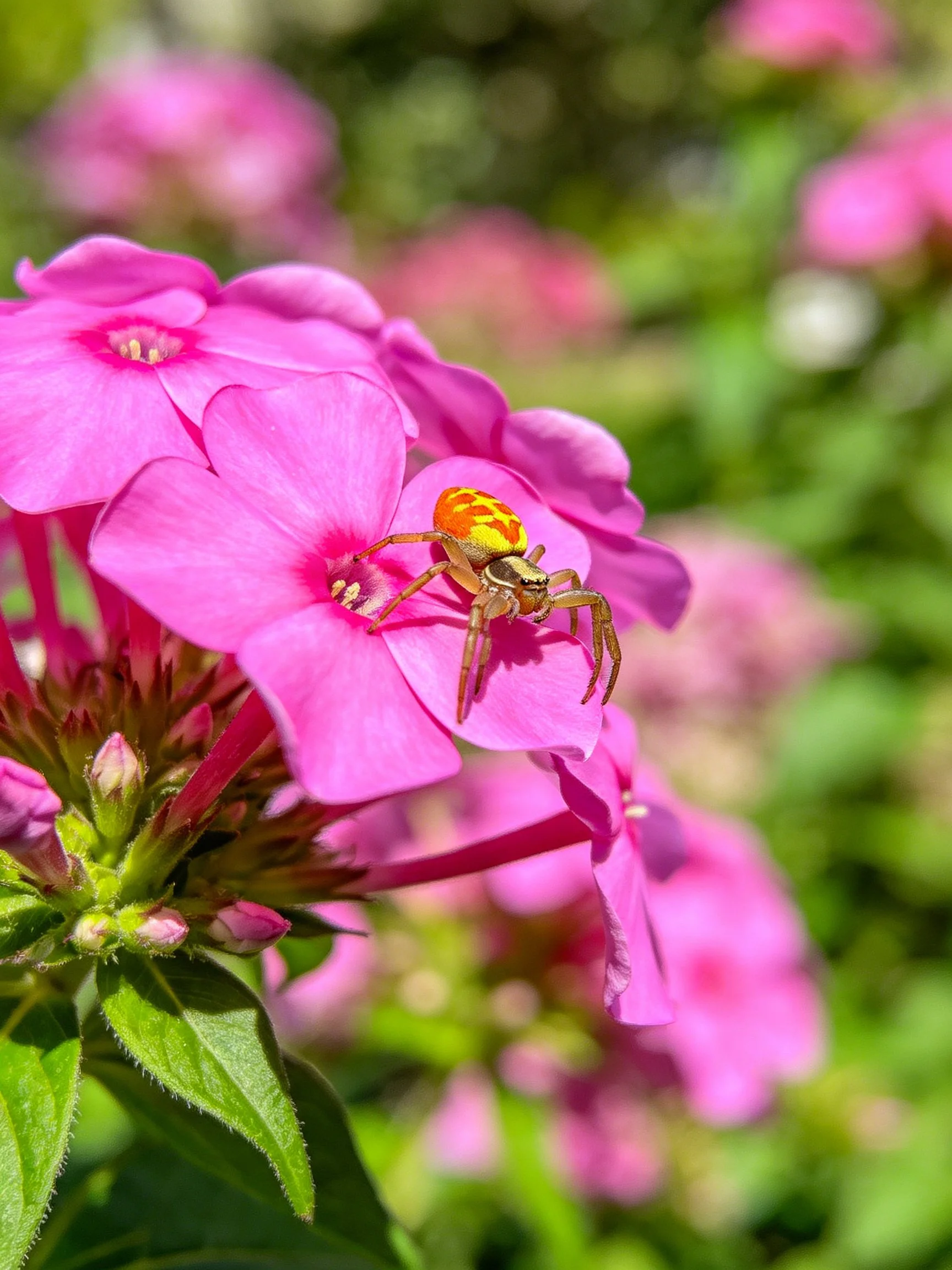 A colorful spider rests on bright pink phlox flowers
