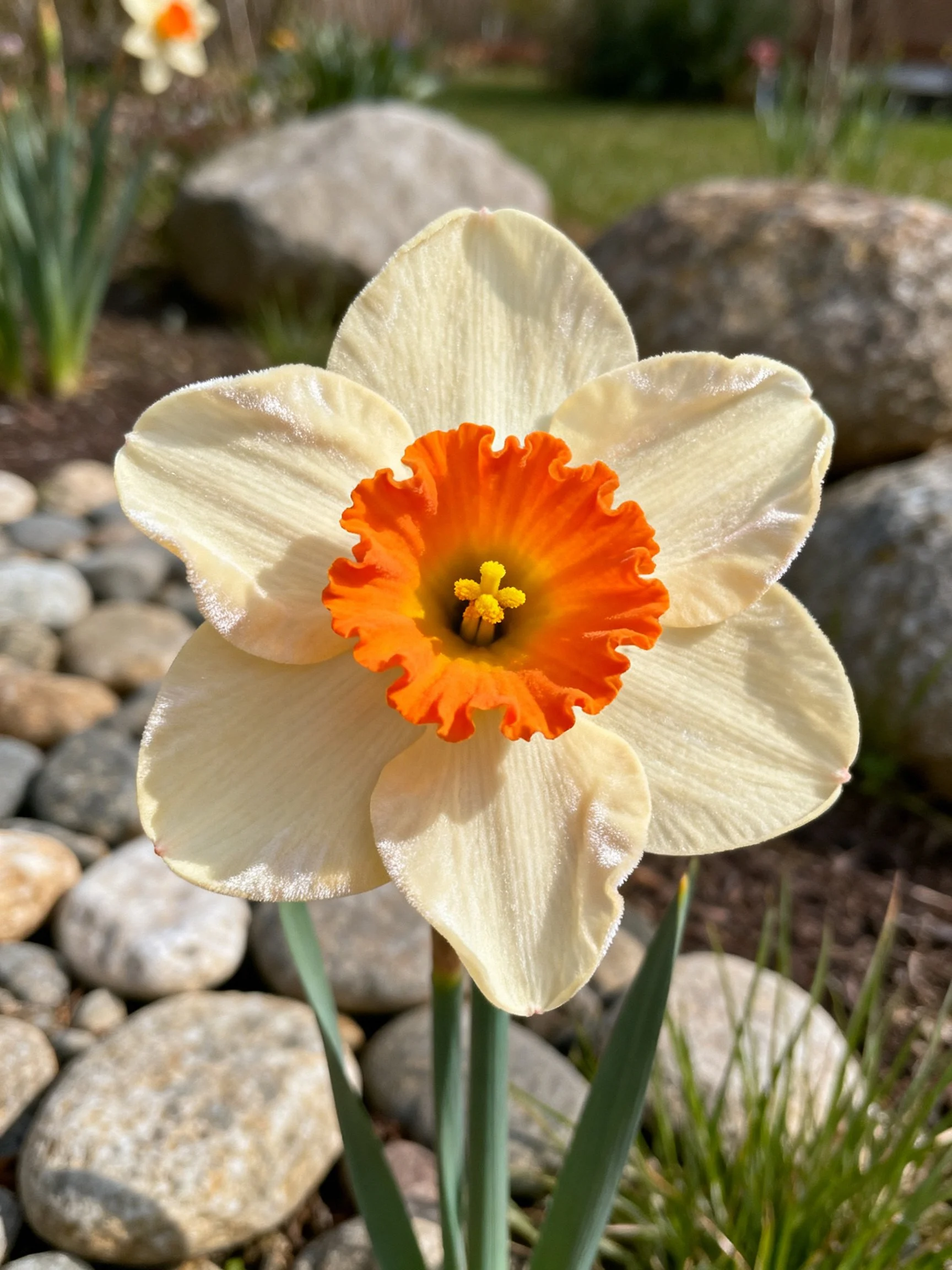 A cream-petaled daffodil with vibrant orange central ring