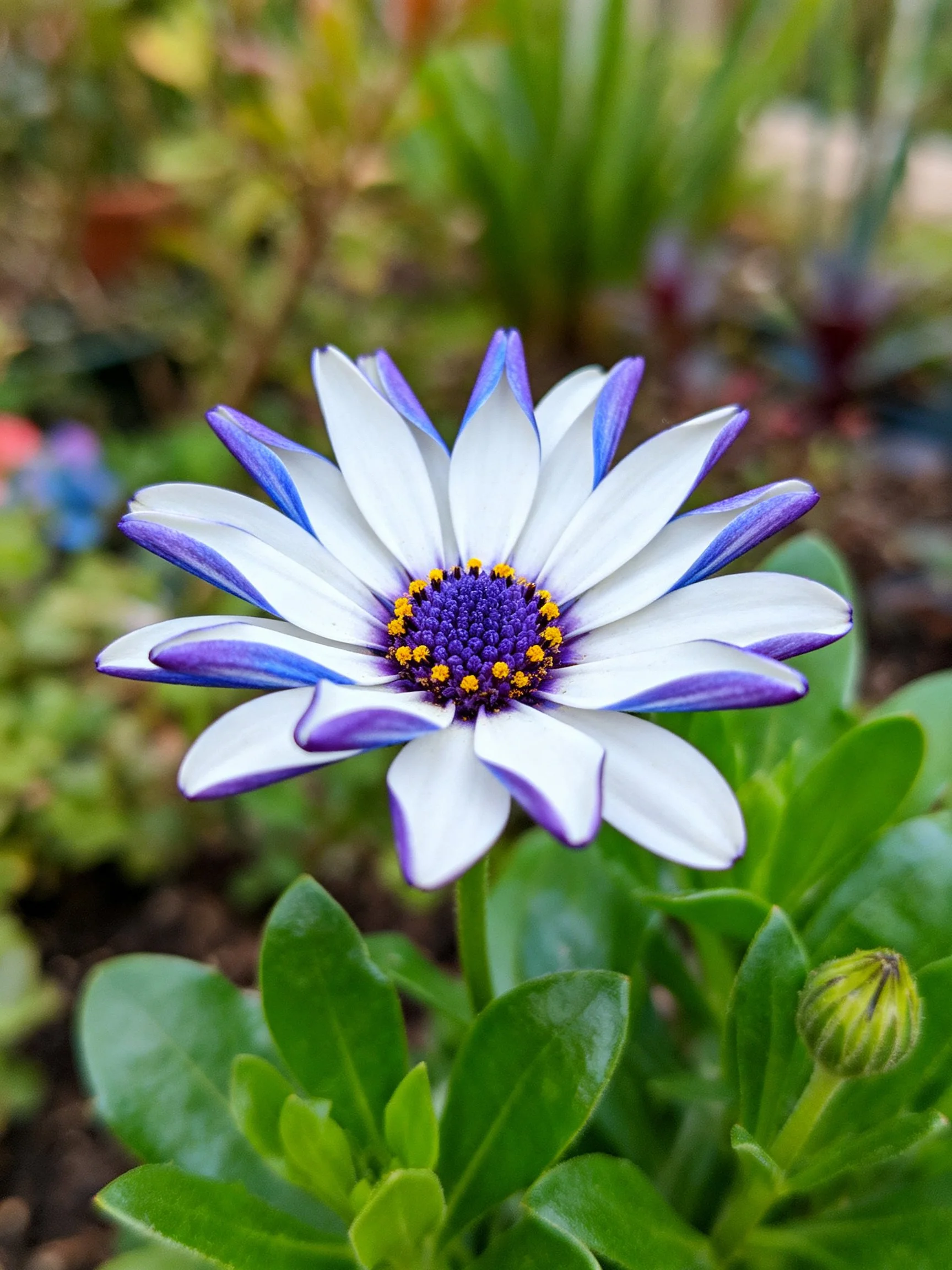 A daisy with purple -ged white petals and a purple center