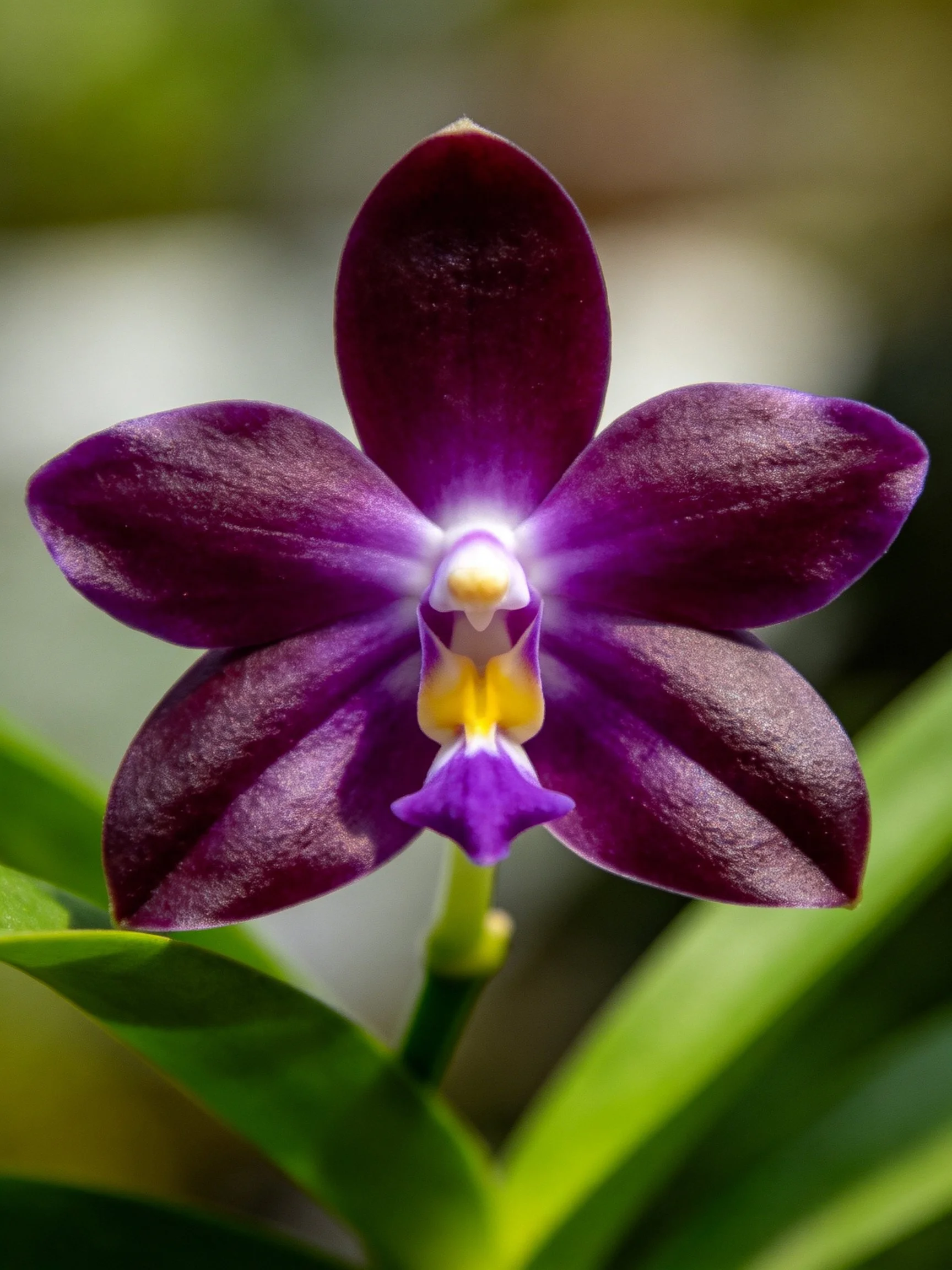 A dark purple orchid with vibrant petal details
