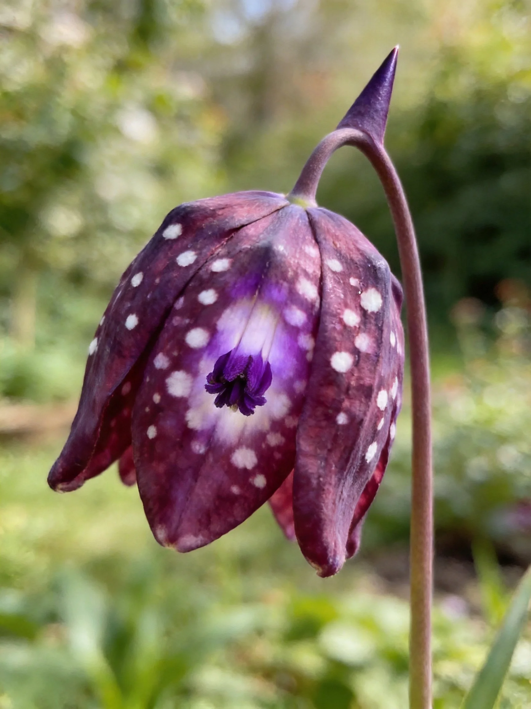 A dark purple spotted flower with a curved stem