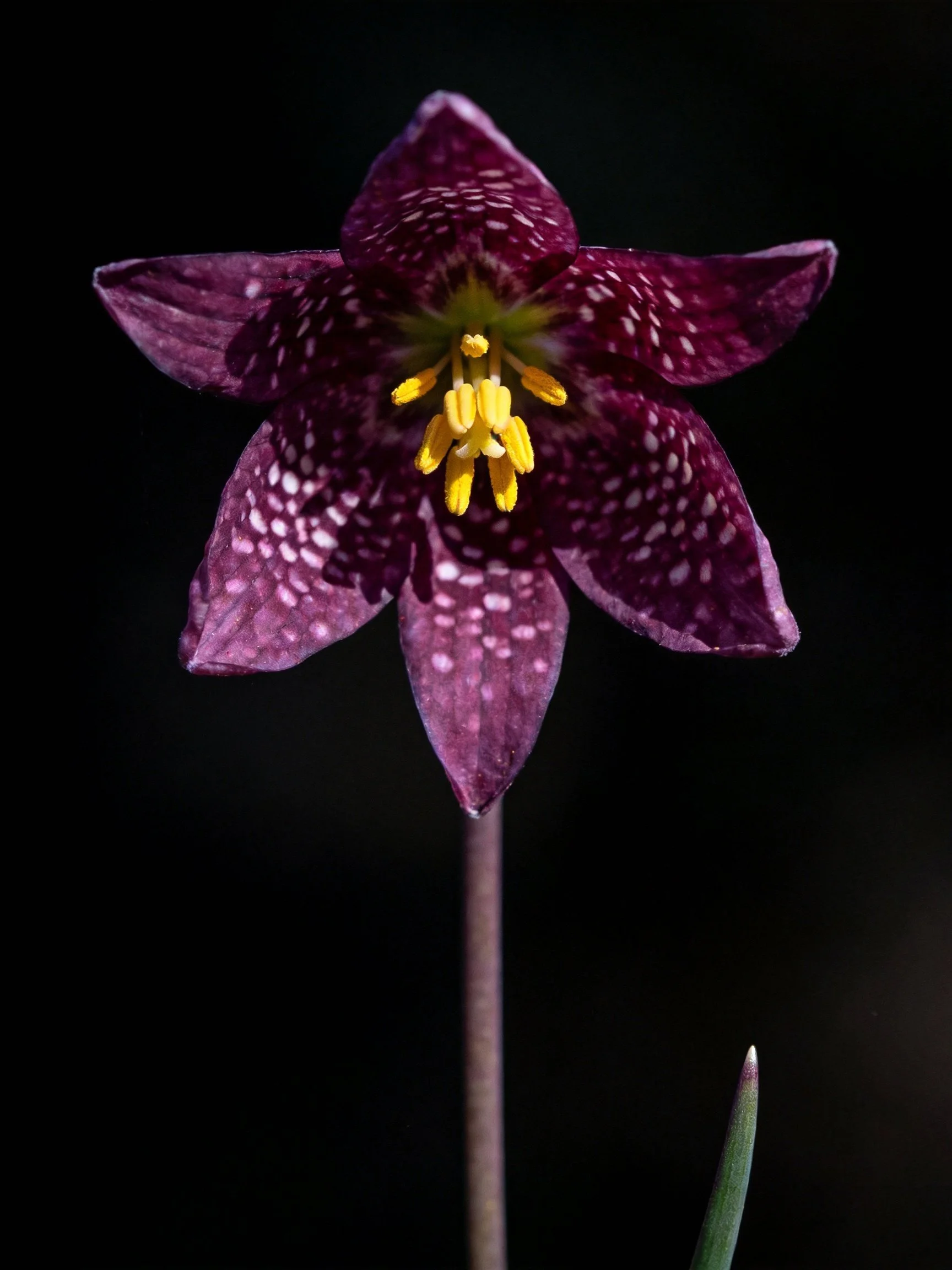 A dark purple spotted flower with yellow stamens