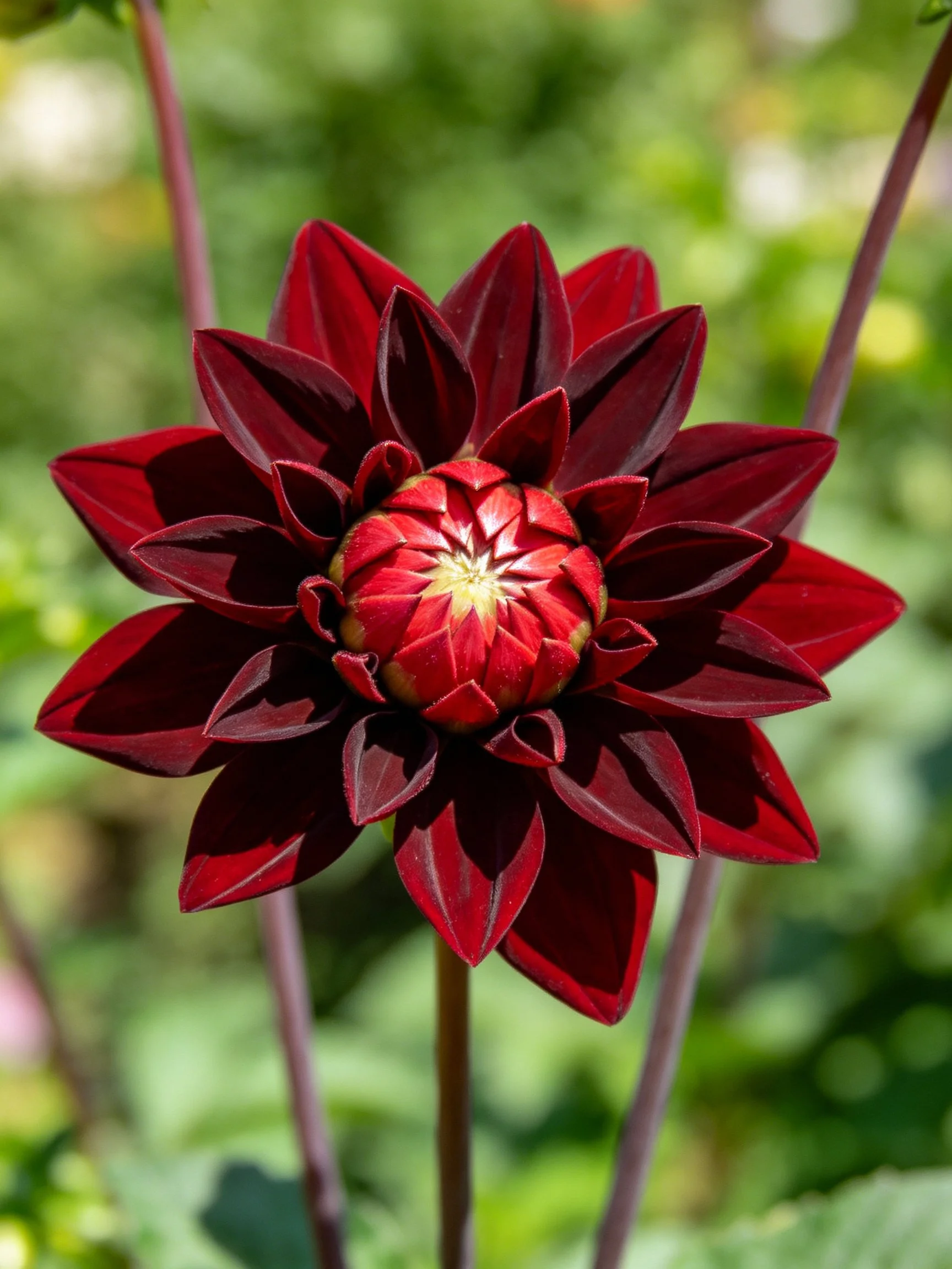 A dark red dahlia with layered petals and a central bud