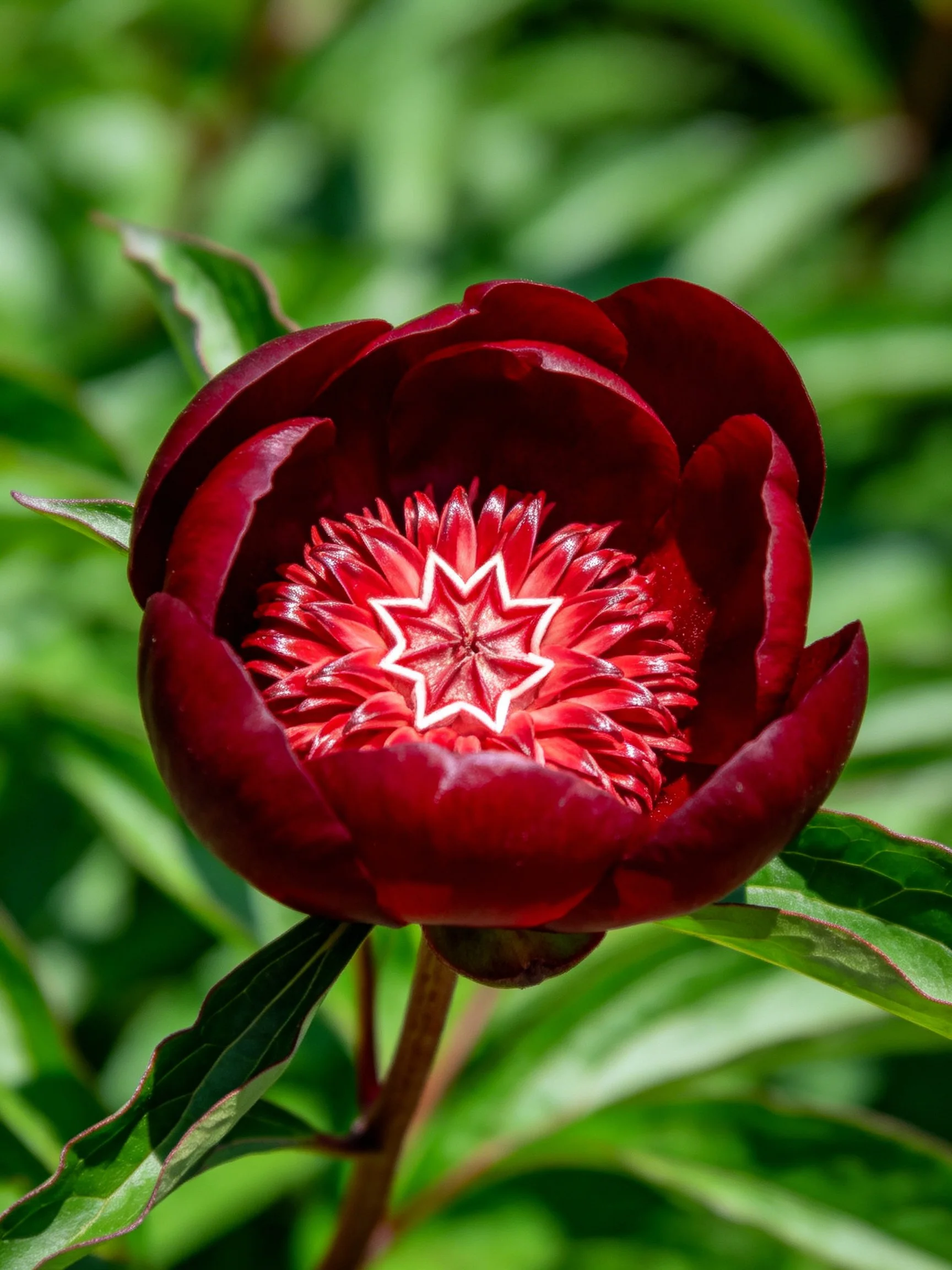 A deep crimson peony with a star - shaped center amid green foliage