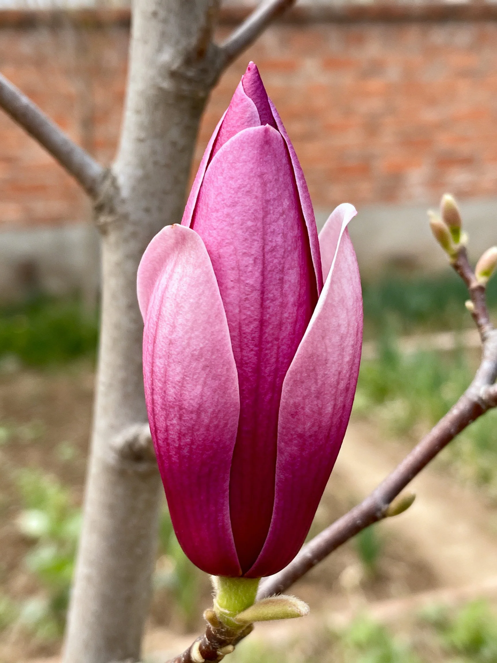 A deep magenta magnolia flower bud on a tree branch