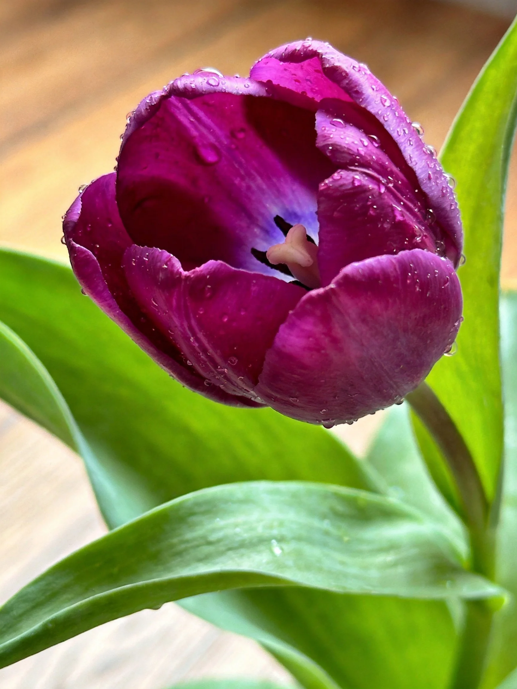 A deep magenta tulip with water droplets and green leaves