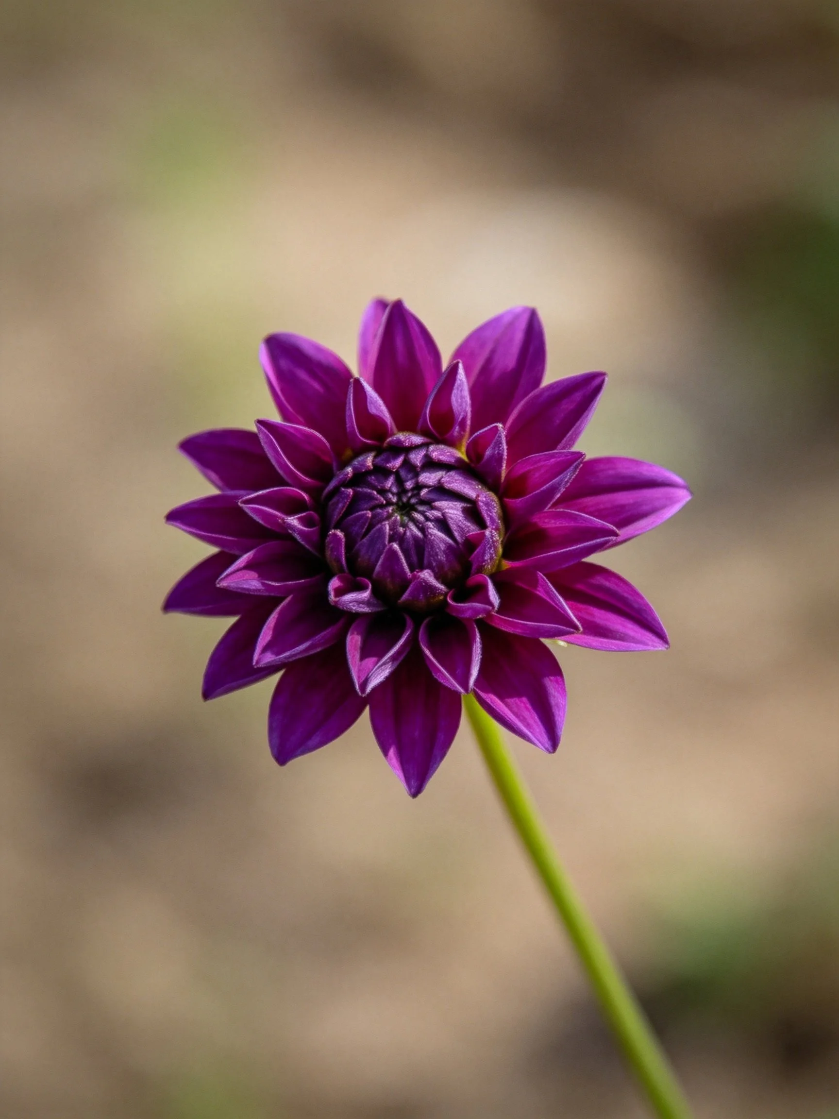 A deep purple dahlia with layered petals