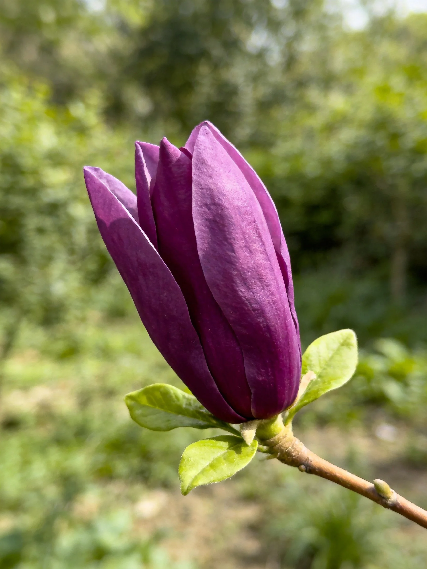 A deep purple flower bud with green foliage