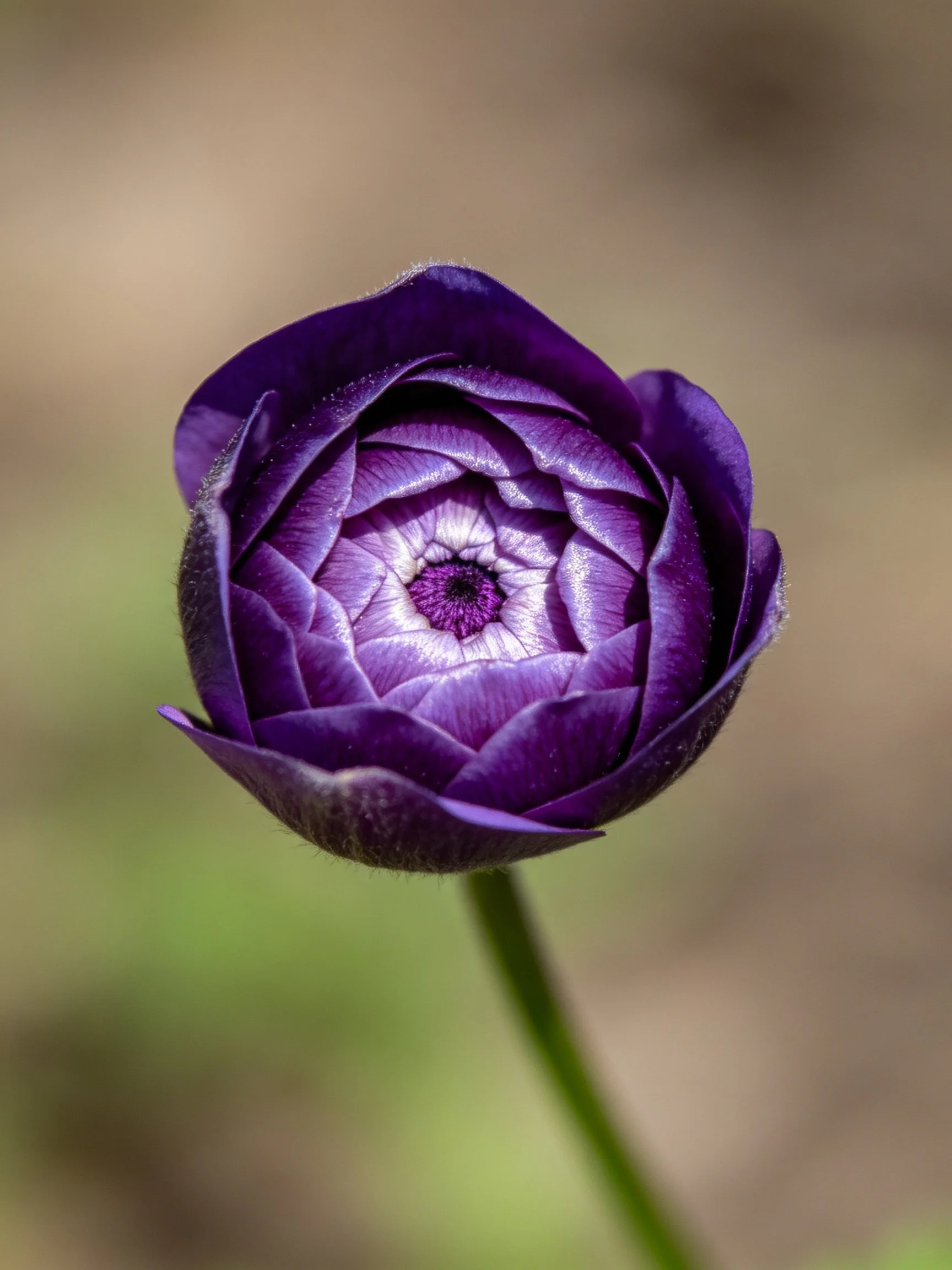 A deep purple flower with layered petals and green stem