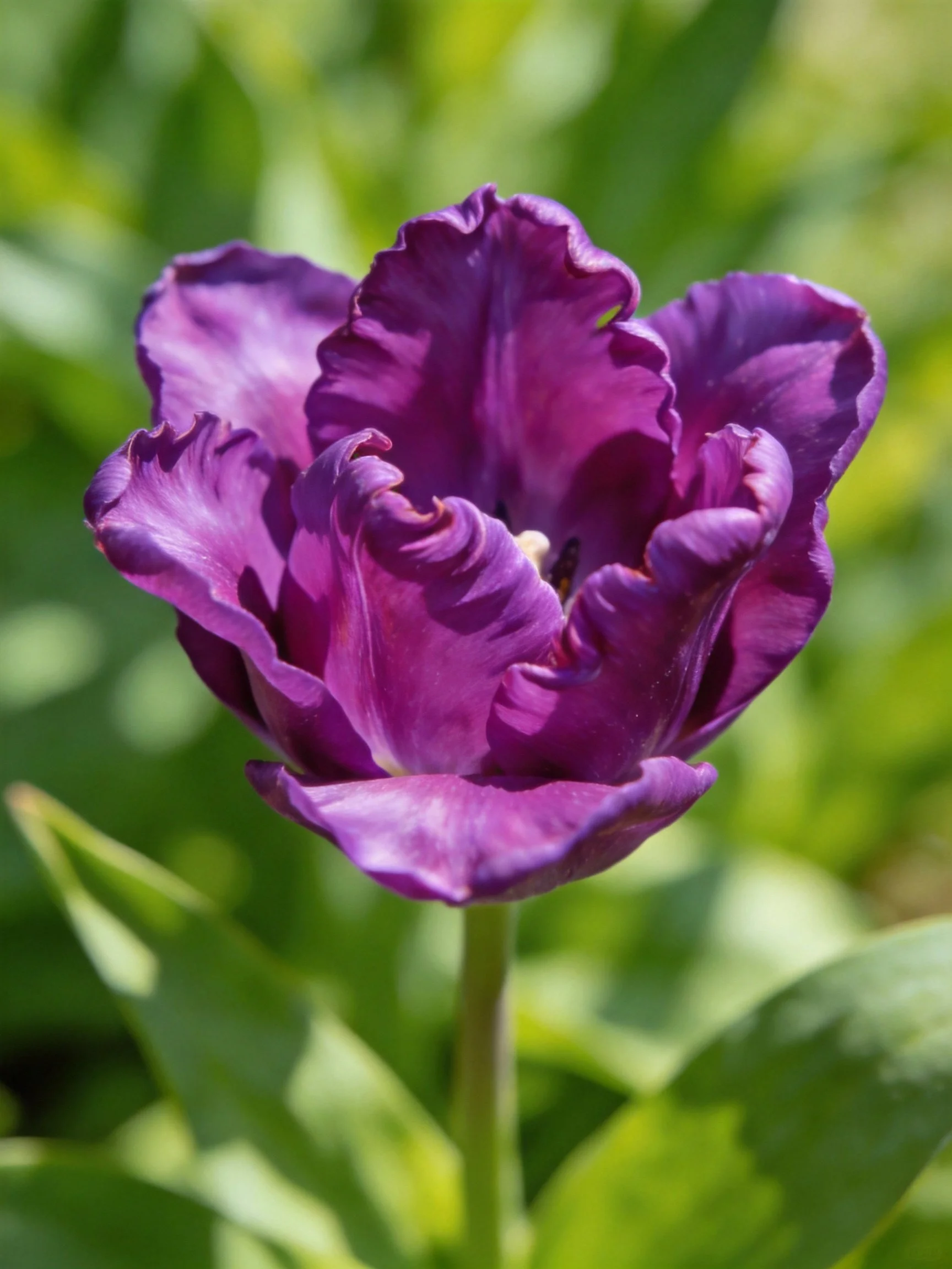A deep purple frilly tulip with green foliage backdrop