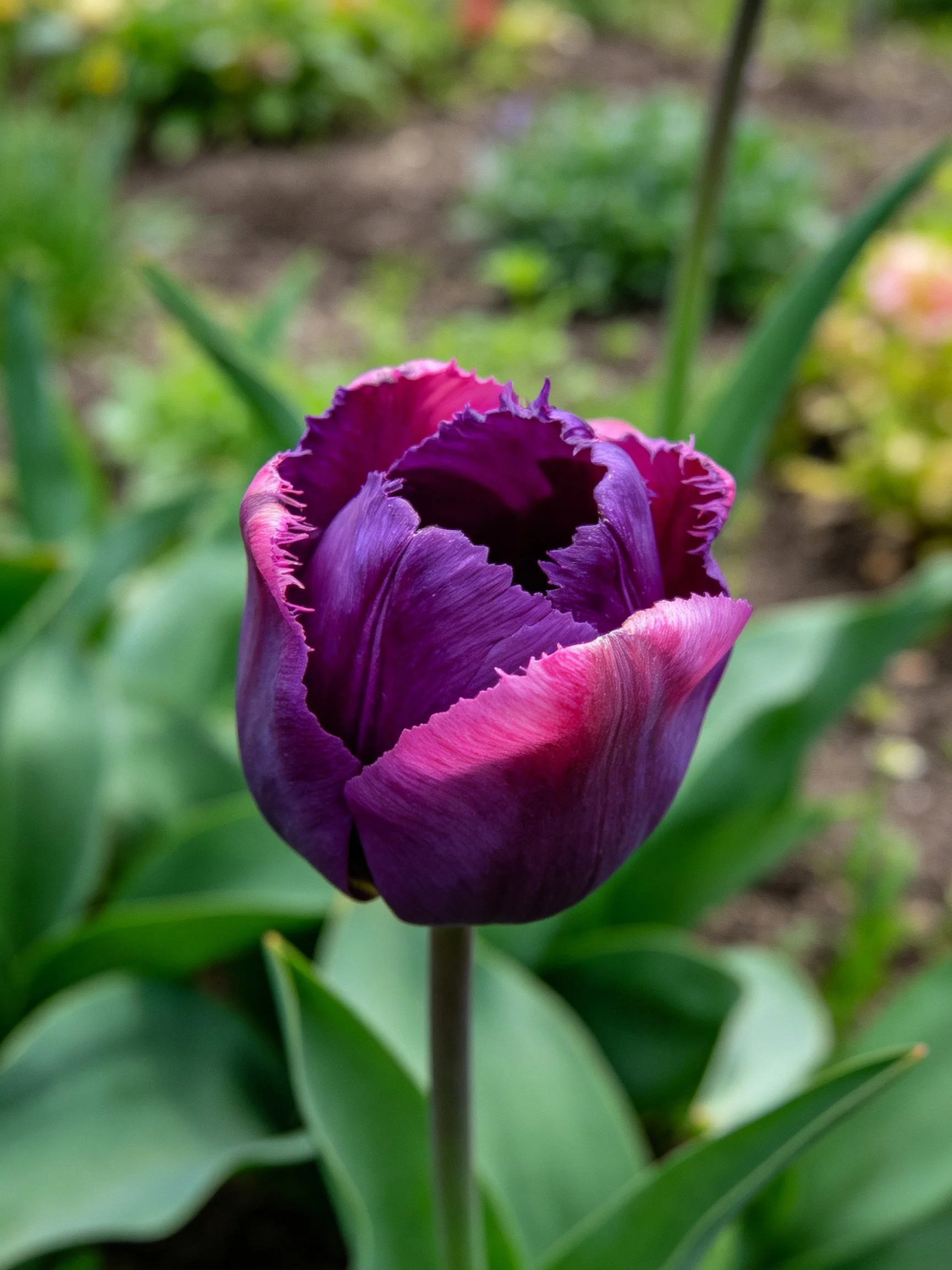 A deep purple fringed tulip blooms in a lush garden