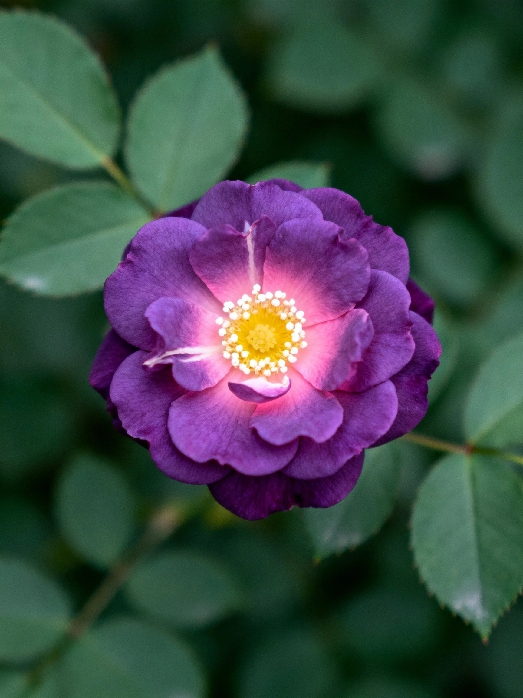 A deep purple rose with pink inner petals and green foliage